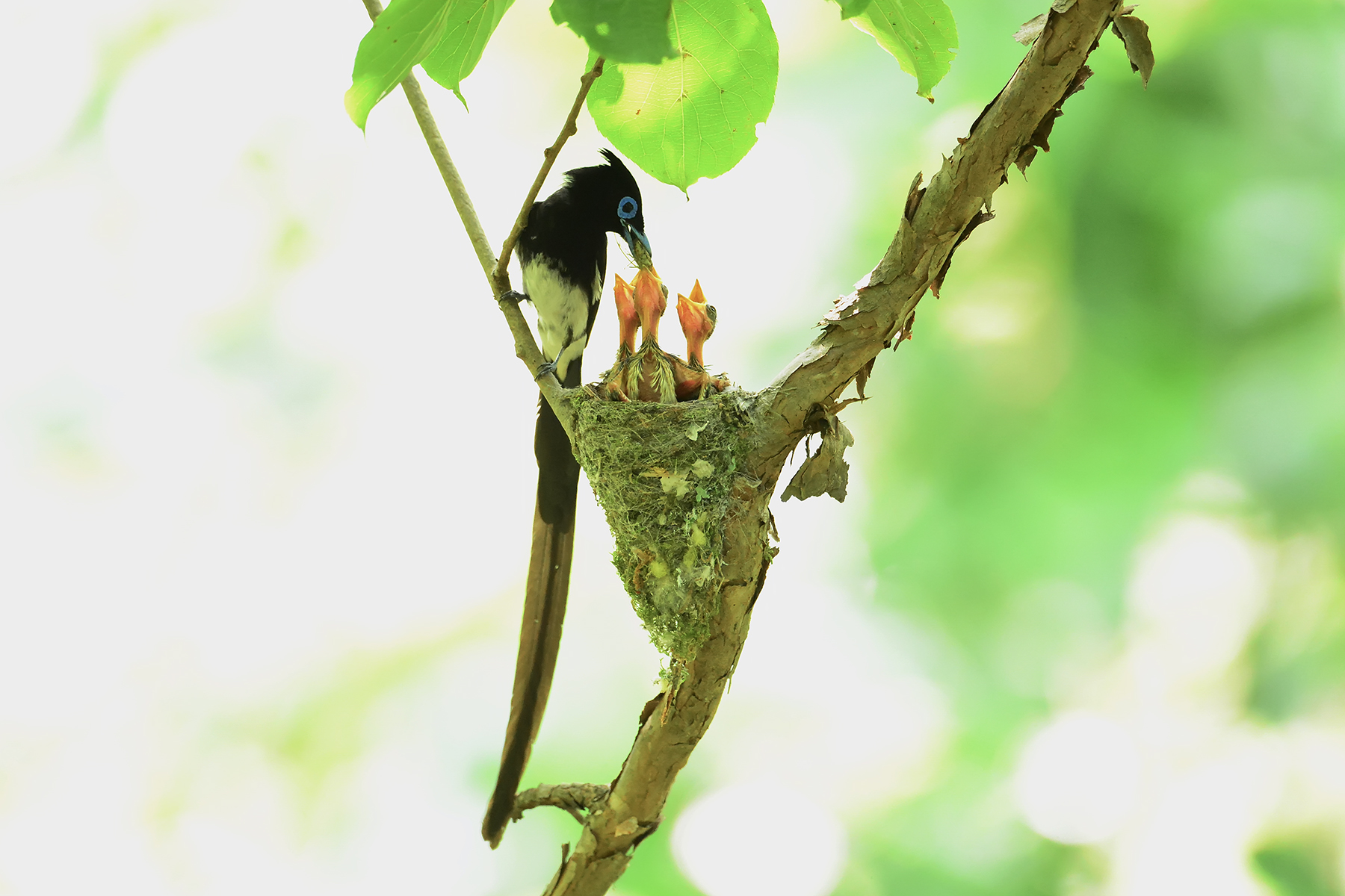 PHOTO BY HNalim | Canon EOS 7D Mark II | 2024:06:22 13:42:52 | ISO-160 | 1/500 sec | f 5.6 | 400 mm | EV=0 | ● WIDTH:1800 pixels  HEIGHT:1200 pixels