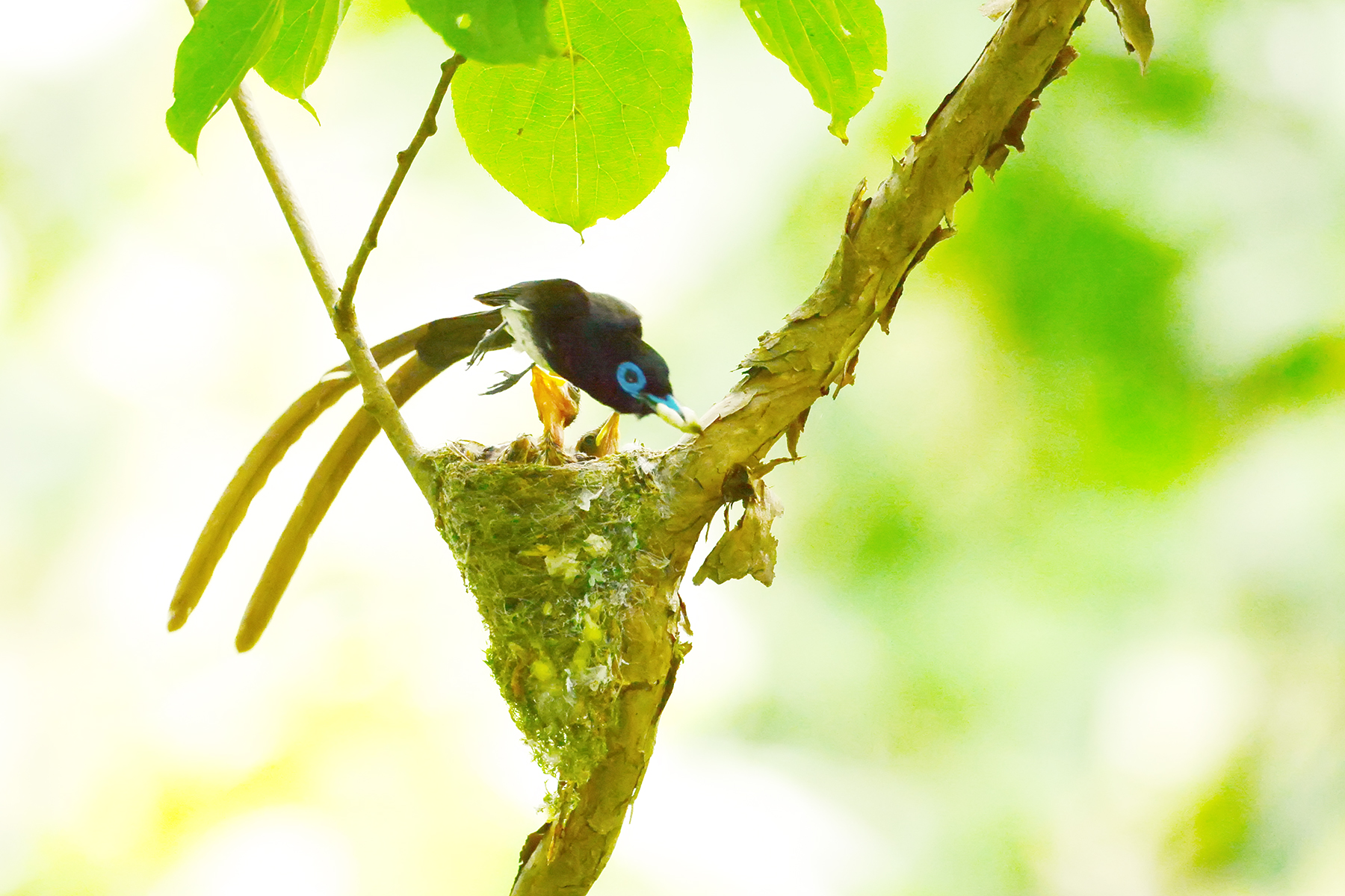 PHOTO BY HNalim | Canon EOS 7D Mark II | 2024:06:22 13:42:59 | ISO-160 | 1/500 sec | f 5.6 | 400 mm | EV=0 | ● WIDTH:1800 pixels  HEIGHT:1200 pixels