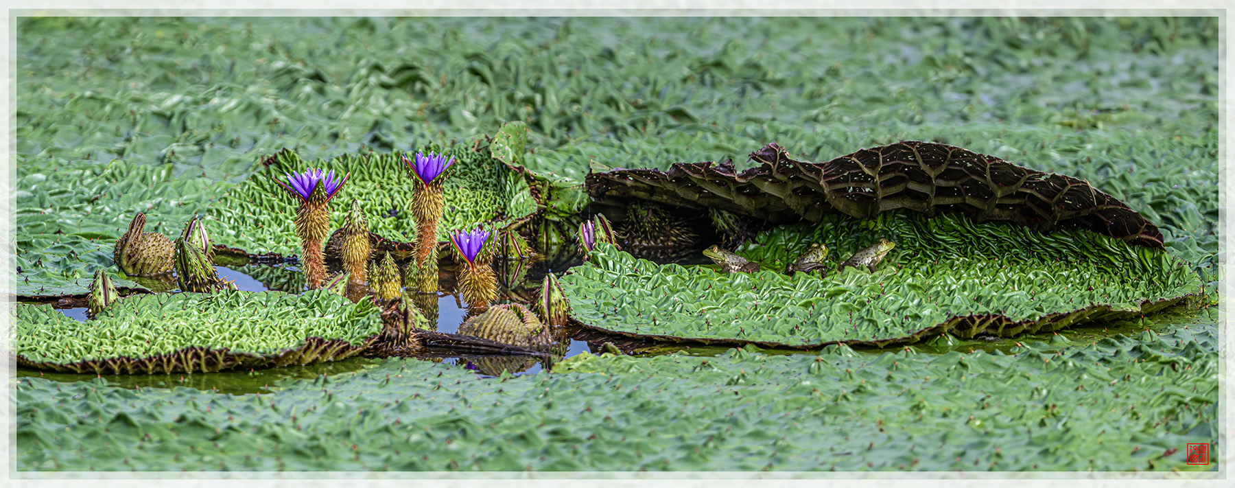 PHOTO BY  | NIKON Z 9 | 2024:09:11 08:30:27 | ISO-250 | 1/1250 sec | f 5.6 | 840 mm | EV=-0.3 | ● WIDTH:1800 pixels  HEIGHT:711 pixels