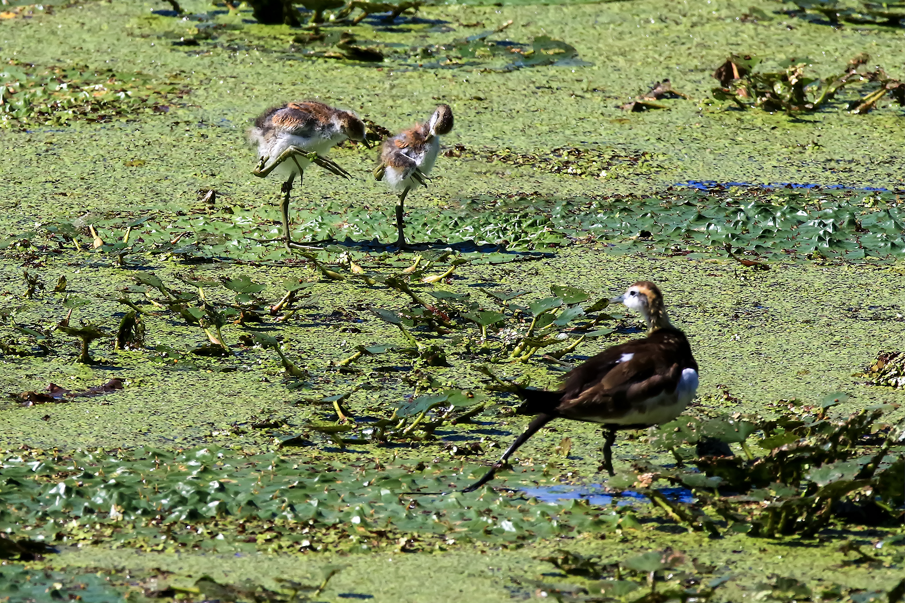 PHOTO BY ChoiJunqSeop | Canon EOS-1D X Mark II | 2024:09:07 12:57:28 | ISO-800 | 1/8000 sec | f 6.3 | 200 mm | EV=0 | ● WIDTH:1800 pixels  HEIGHT:1200 pixels