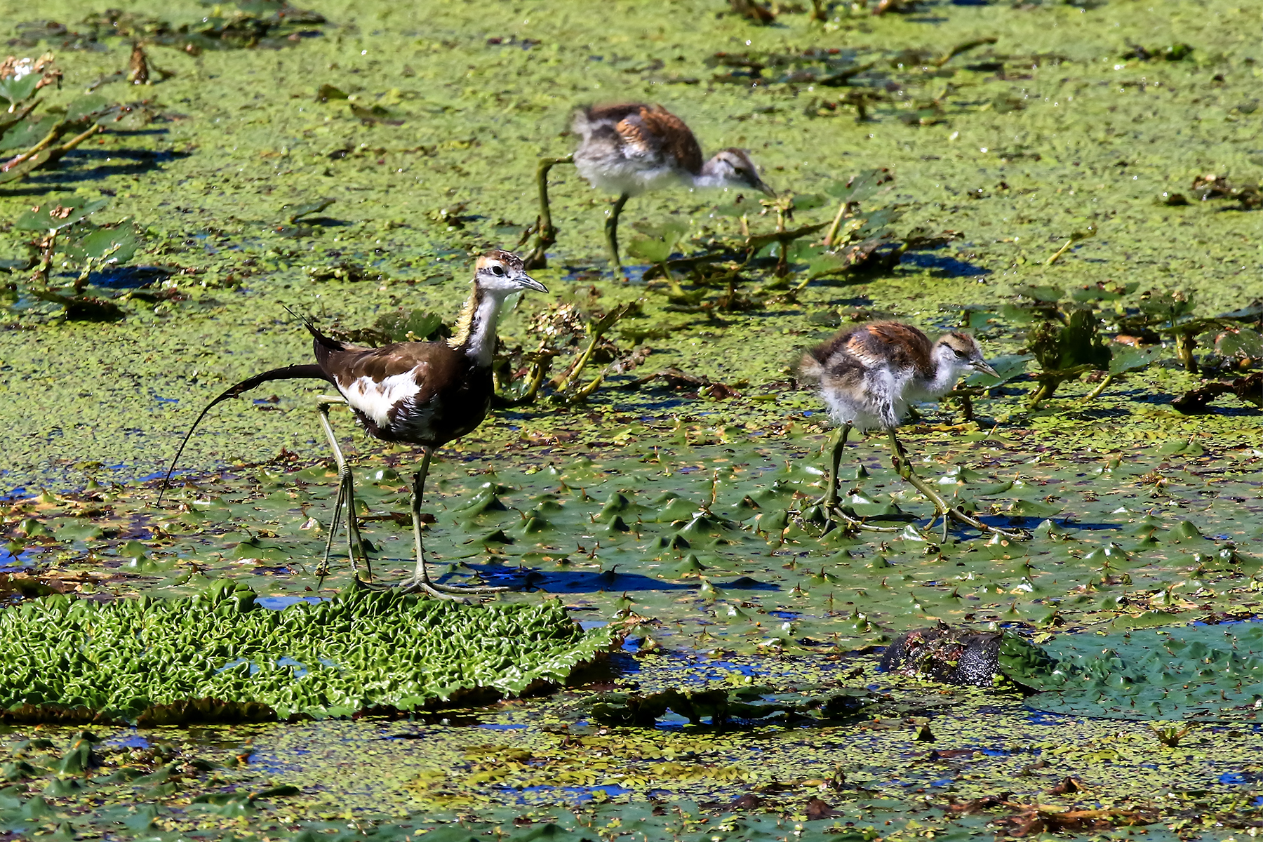 PHOTO BY ChoiJunqSeop | Canon EOS-1D X Mark II | 2024:09:07 12:57:28 | ISO-800 | 1/8000 sec | f 6.3 | 200 mm | EV=0 | ● WIDTH:1800 pixels  HEIGHT:1200 pixels
