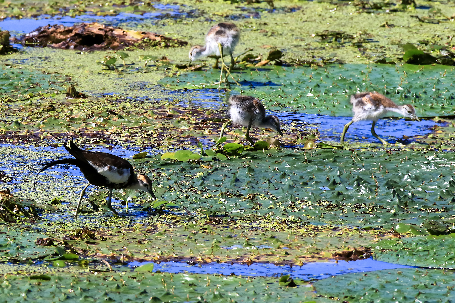 PHOTO BY ChoiJunqSeop | Canon EOS-1D X Mark II | 2024:09:07 12:57:28 | ISO-800 | 1/8000 sec | f 6.3 | 200 mm | EV=0 | ● WIDTH:1800 pixels  HEIGHT:1200 pixels