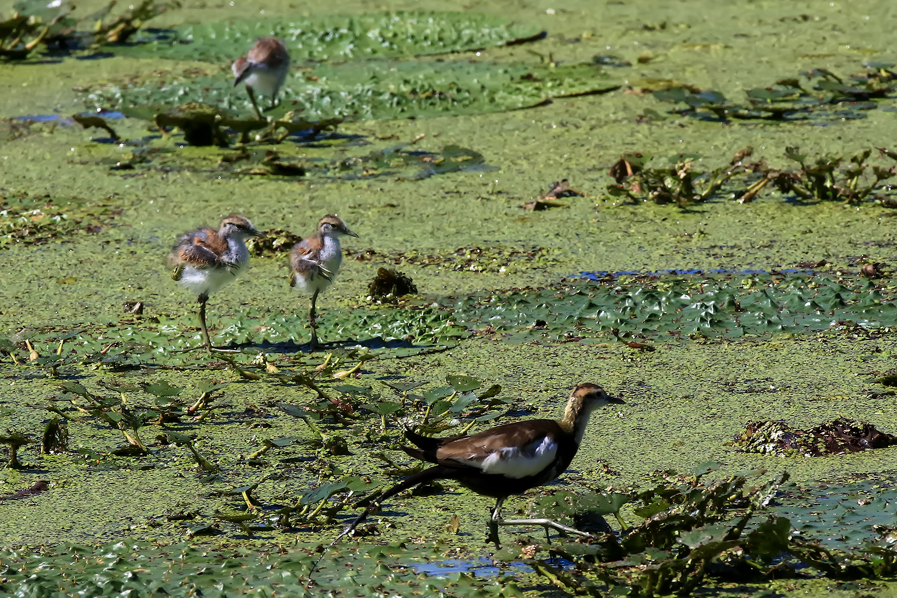 PHOTO BY ChoiJunqSeop | Canon EOS-1D X Mark II | 2024:09:07 12:57:28 | ISO-800 | 1/8000 sec | f 6.3 | 200 mm | EV=0 | ● WIDTH:1800 pixels  HEIGHT:1200 pixels