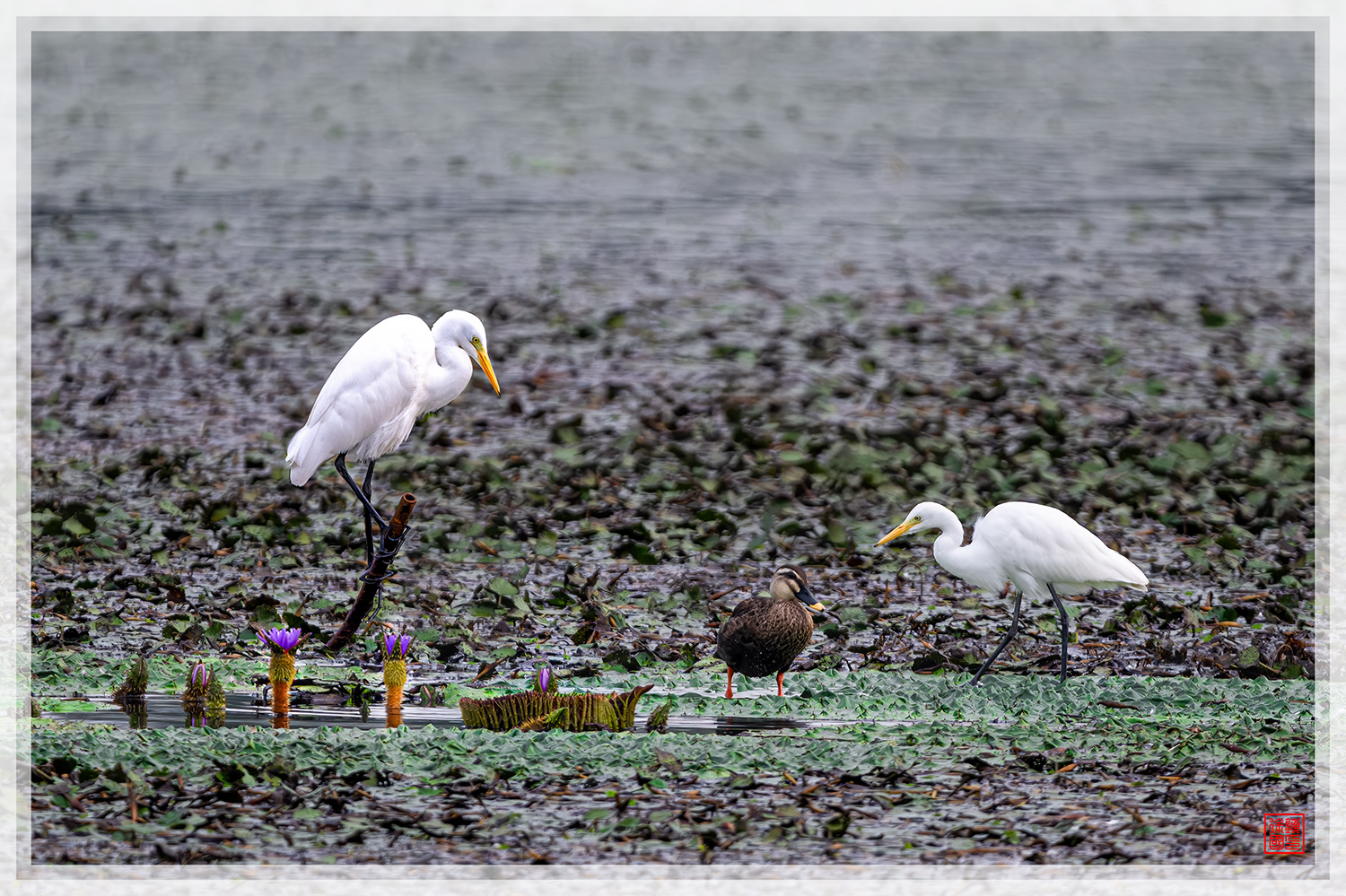 PHOTO BY  | NIKON Z 9 | 2024:09:11 07:32:50 | ISO-1000 | 1/1250 sec | f 5.6 | 840 mm | EV=-0.3 | ● WIDTH:1500 pixels  HEIGHT:999 pixels