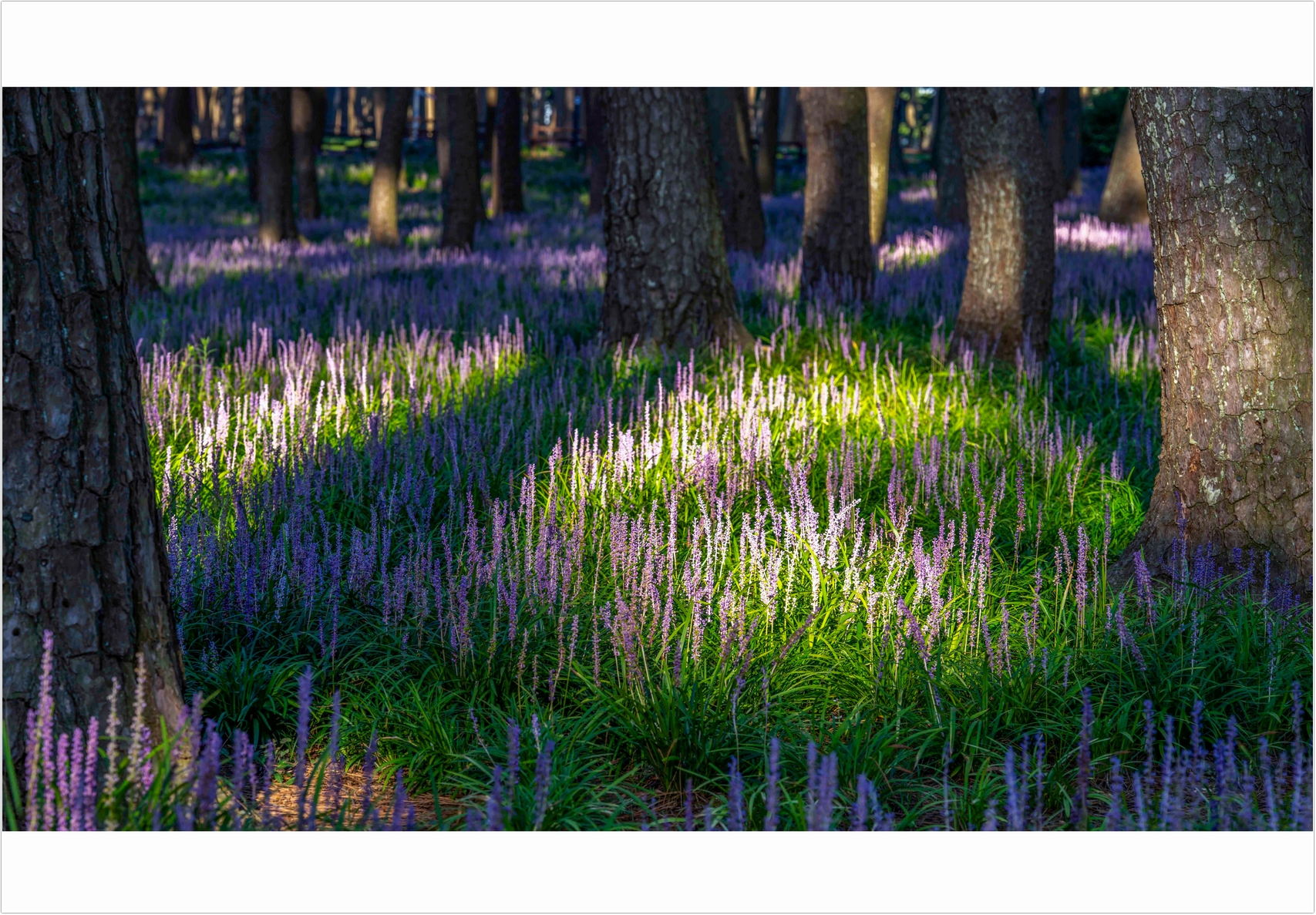 PHOTO BY  | ILCE-7RM4 | 2024:08:18 07:05:40 | ISO-100 | 1/40 sec | f 8 | 108 mm | EV=0 | ● WIDTH:1707 pixels  HEIGHT:1187 pixels