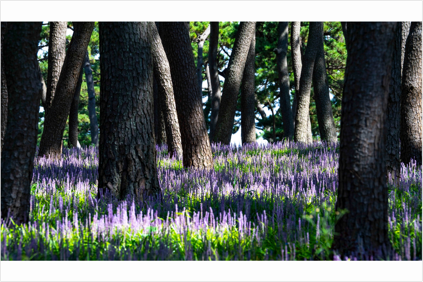 PHOTO BY  | ILCE-7RM4 | 2024:08:18 09:41:34 | ISO-100 | 1/160 sec | f 10 | 282 mm | EV=0 | ● WIDTH:1707 pixels  HEIGHT:1140 pixels