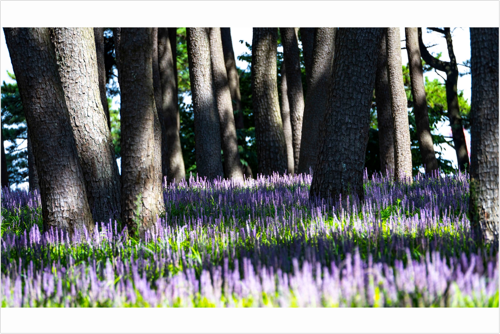 PHOTO BY  | ILCE-7RM4 | 2024:08:18 09:42:56 | ISO-100 | 1/160 sec | f 6.3 | 305 mm | EV=0 | ● WIDTH:1707 pixels  HEIGHT:1140 pixels