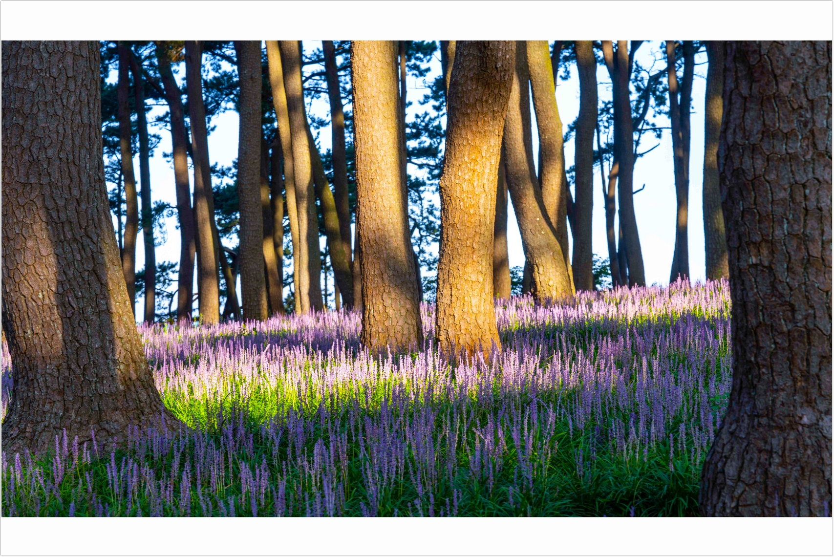 PHOTO BY  | ILCE-7RM4 | 2024:08:18 07:05:52 | ISO-100 | 1/40 sec | f 10 | 108 mm | EV=0 | ● WIDTH:1707 pixels  HEIGHT:1140 pixels