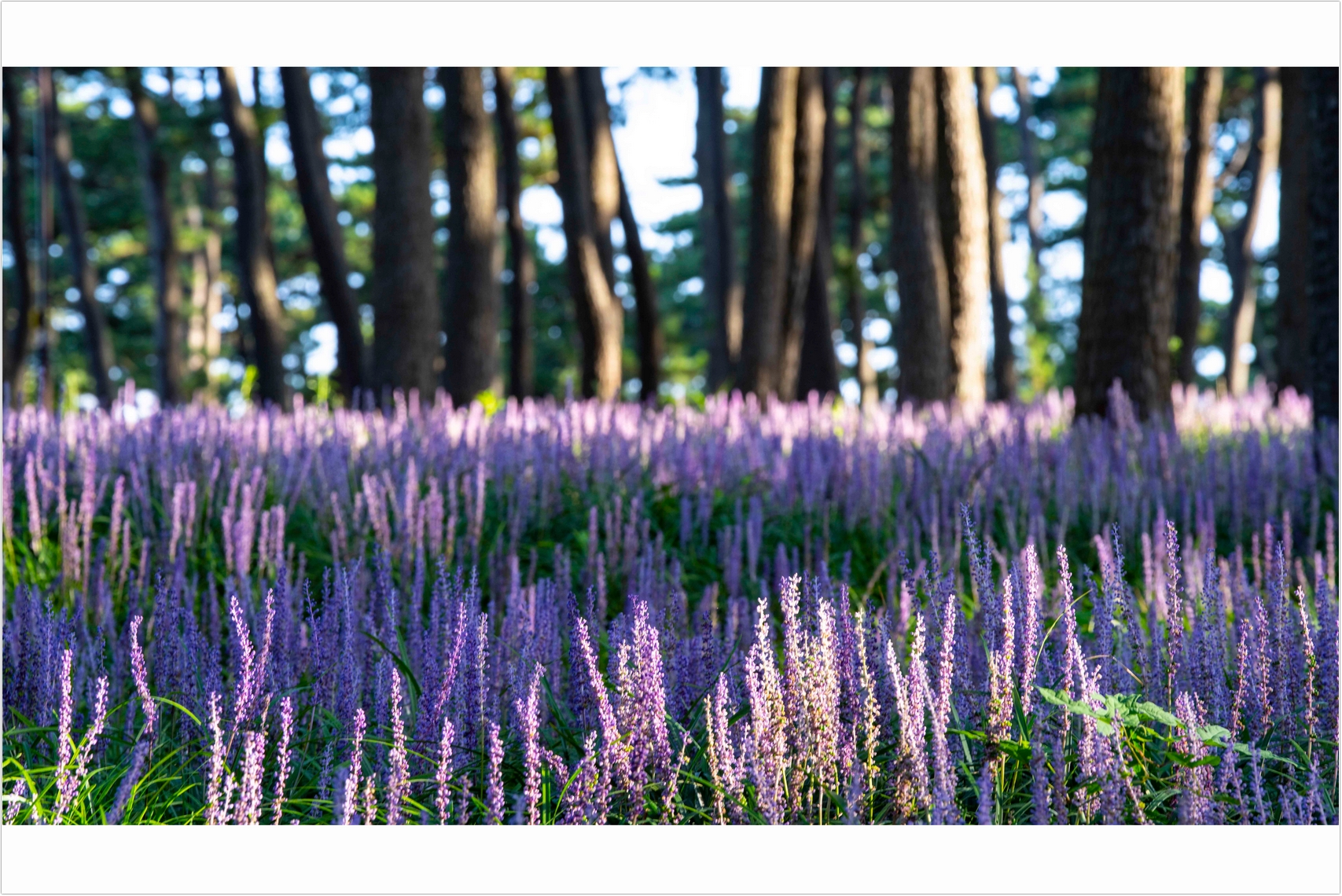 PHOTO BY  | ILCE-7RM4 | 2024:08:18 07:09:10 | ISO-100 | 1/50 sec | f 10 | 150 mm | EV=0 | ● WIDTH:1707 pixels  HEIGHT:1140 pixels