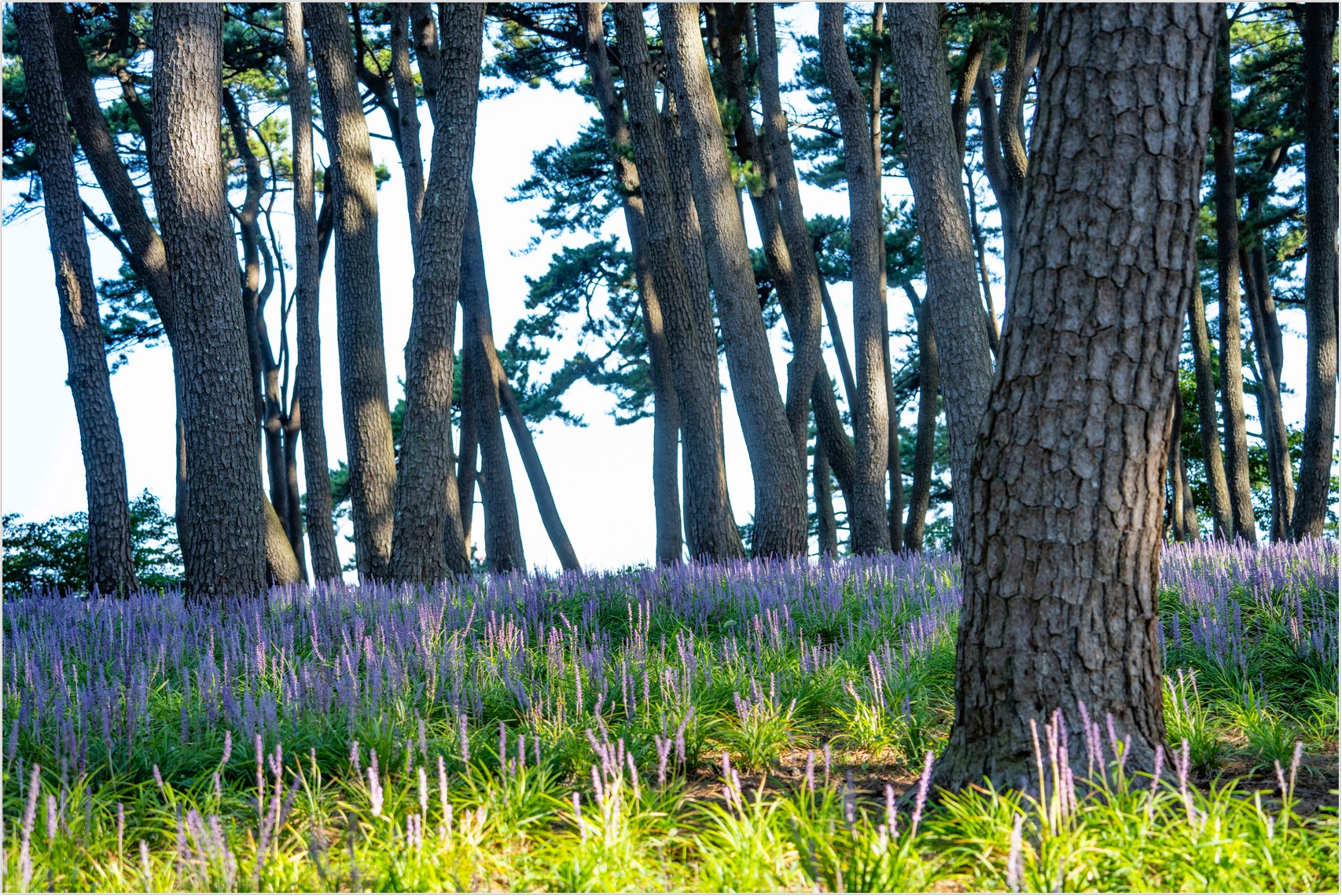 PHOTO BY  | ILCE-7RM4 | 2024:08:18 07:35:24 | ISO-100 | 1/60 sec | f 5.6 | 80 mm | EV=0 | ● WIDTH:1707 pixels  HEIGHT:1140 pixels