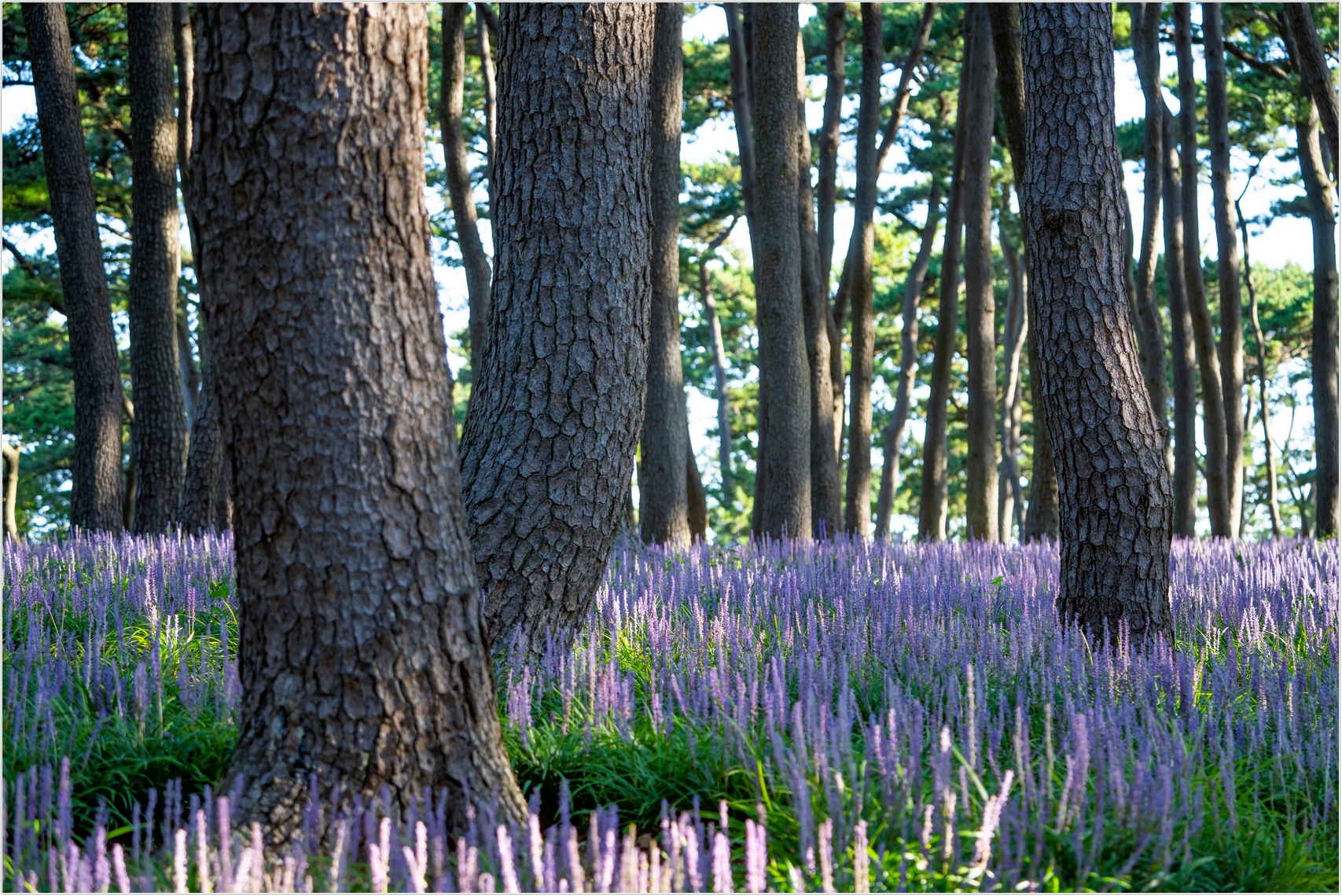 PHOTO BY  | ILCE-7RM4 | 2024:08:18 07:35:40 | ISO-100 | 1/60 sec | f 5.6 | 115 mm | EV=0 | ● WIDTH:1707 pixels  HEIGHT:1140 pixels