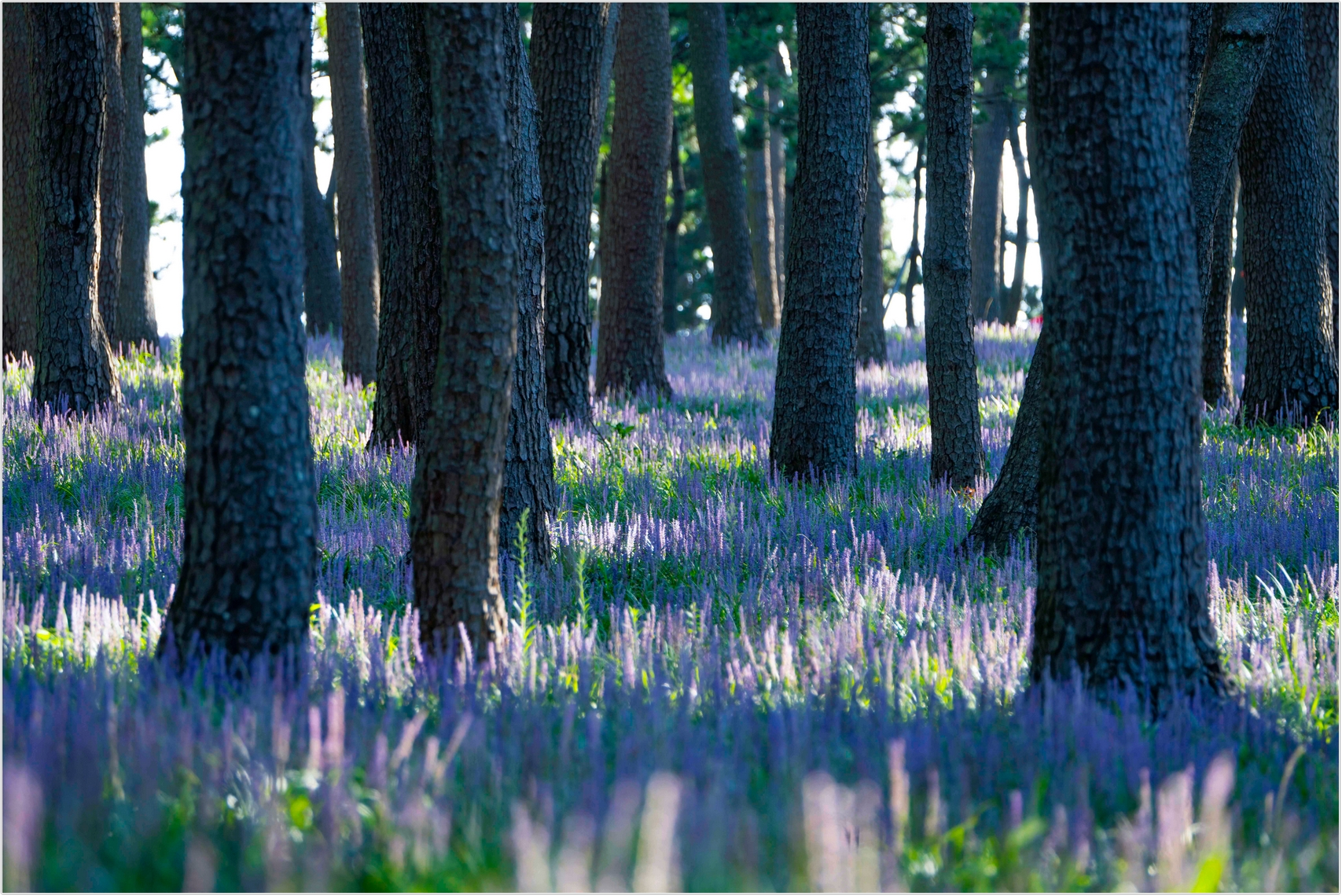 PHOTO BY  | ILCE-7RM4 | 2024:08:18 07:36:44 | ISO-100 | 1/60 sec | f 6.3 | 296 mm | EV=0 | ● WIDTH:1707 pixels  HEIGHT:1140 pixels