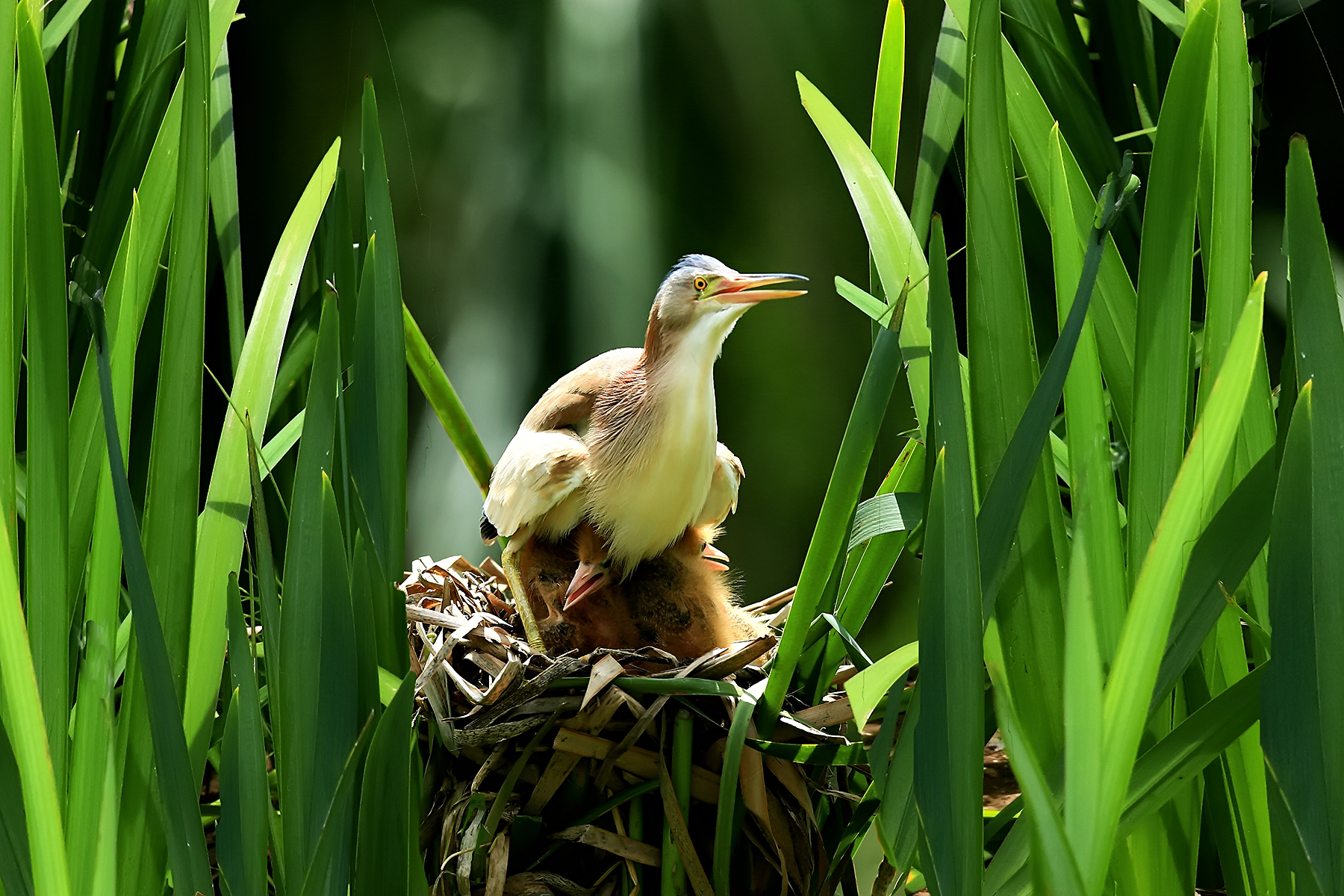 PHOTO BY ChoiJunqSeop | Canon EOS-1D X Mark II | 2024:08:05 09:42:56 | ISO-800 | 1/1600 sec | f 6.3 | 220 mm | EV=0 | ● WIDTH:1800 pixels  HEIGHT:1200 pixels