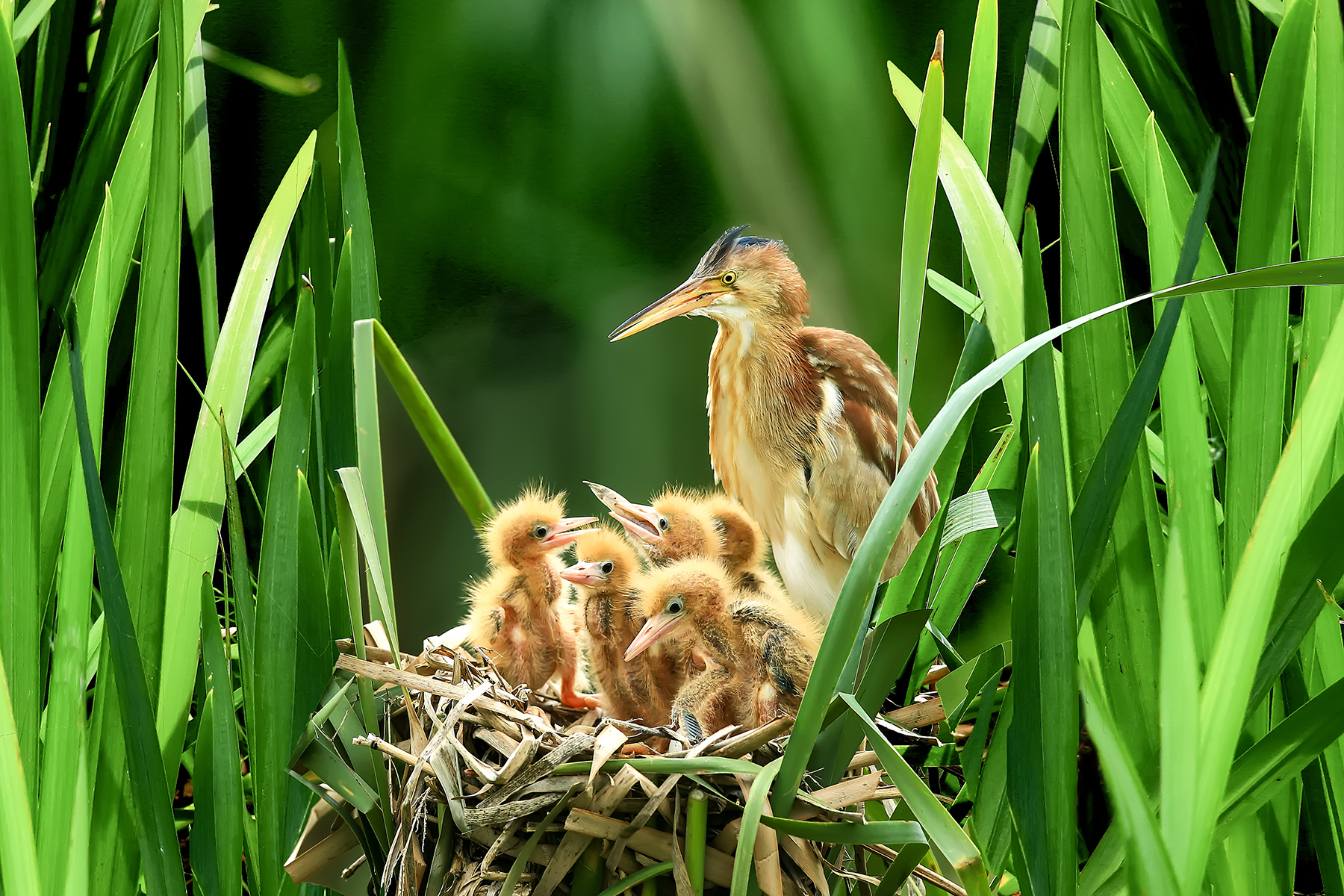 PHOTO BY ChoiJunqSeop | Canon EOS-1D X Mark II | 2024:08:05 09:42:56 | ISO-800 | 1/1600 sec | f 6.3 | 220 mm | EV=0 | ● WIDTH:1800 pixels  HEIGHT:1200 pixels