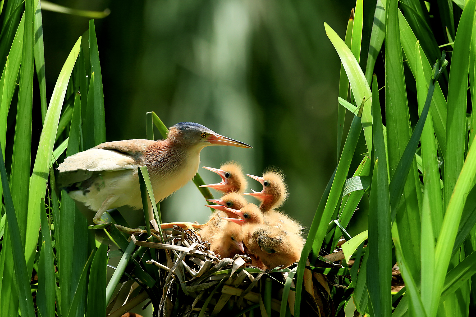 PHOTO BY ChoiJunqSeop | Canon EOS-1D X Mark II | 2024:08:05 09:42:56 | ISO-800 | 1/1600 sec | f 6.3 | 220 mm | EV=0 | ● WIDTH:1800 pixels  HEIGHT:1200 pixels