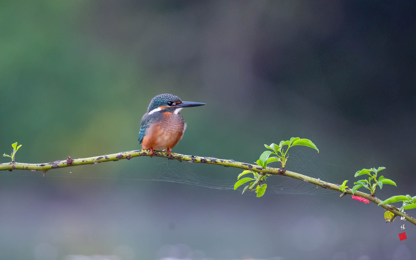 PHOTO BY KKY_CWANG_YEOL | NIKON Z 8 | 2024:09:14 06:17:49 | ISO-4000 | 1/80 sec | f 6.3 | 600 mm | EV=0.3 | ● WIDTH:1700 pixels  HEIGHT:1063 pixels