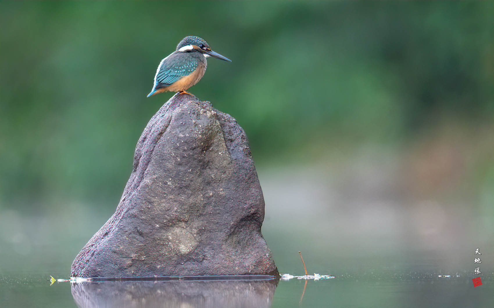 PHOTO BY KKY_CWANG_YEOL | NIKON Z 8 | 2024:09:14 06:18:48 | ISO-4000 | 1/125 sec | f 6.3 | 600 mm | EV=0.3 | ● WIDTH:1700 pixels  HEIGHT:1063 pixels