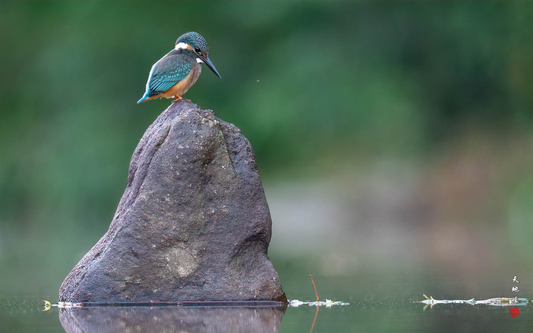 PHOTO BY KKY_CWANG_YEOL | NIKON Z 8 | 2024:09:14 06:24:57 | ISO-4000 | 1/160 sec | f 6.3 | 600 mm | EV=0.3 | ● WIDTH:1700 pixels  HEIGHT:1062 pixels