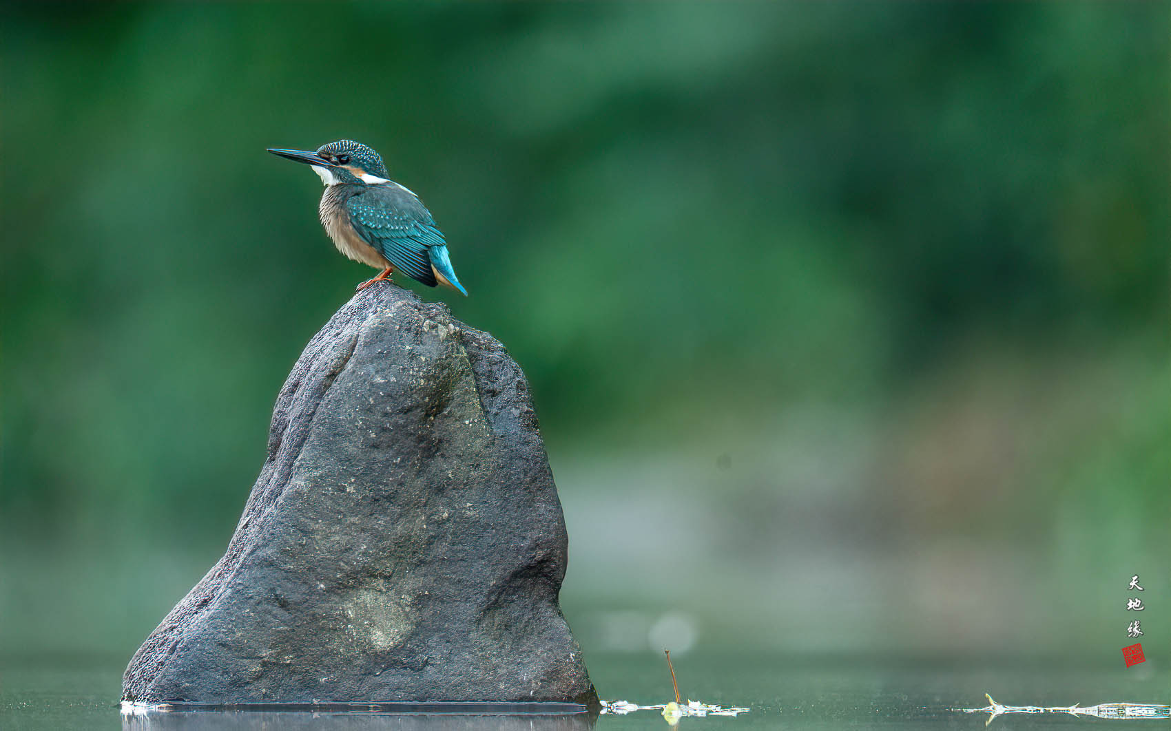 PHOTO BY KKY_CWANG_YEOL | NIKON Z 8 | 2024:09:14 06:26:41 | ISO-4000 | 1/200 sec | f 6.3 | 600 mm | EV=0.3 | ● WIDTH:1700 pixels  HEIGHT:1062 pixels