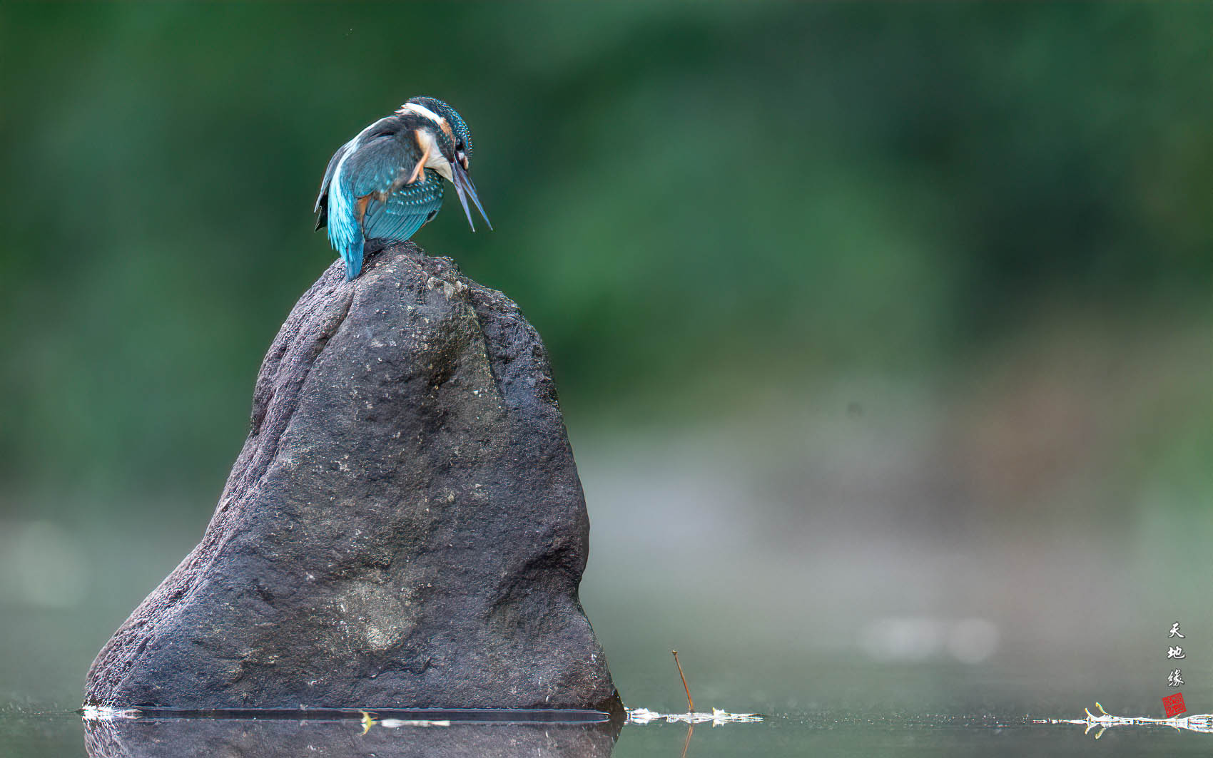PHOTO BY KKY_CWANG_YEOL | NIKON Z 8 | 2024:09:14 06:35:28 | ISO-4000 | 1/250 sec | f 6.3 | 600 mm | EV=0.3 | ● WIDTH:1700 pixels  HEIGHT:1063 pixels