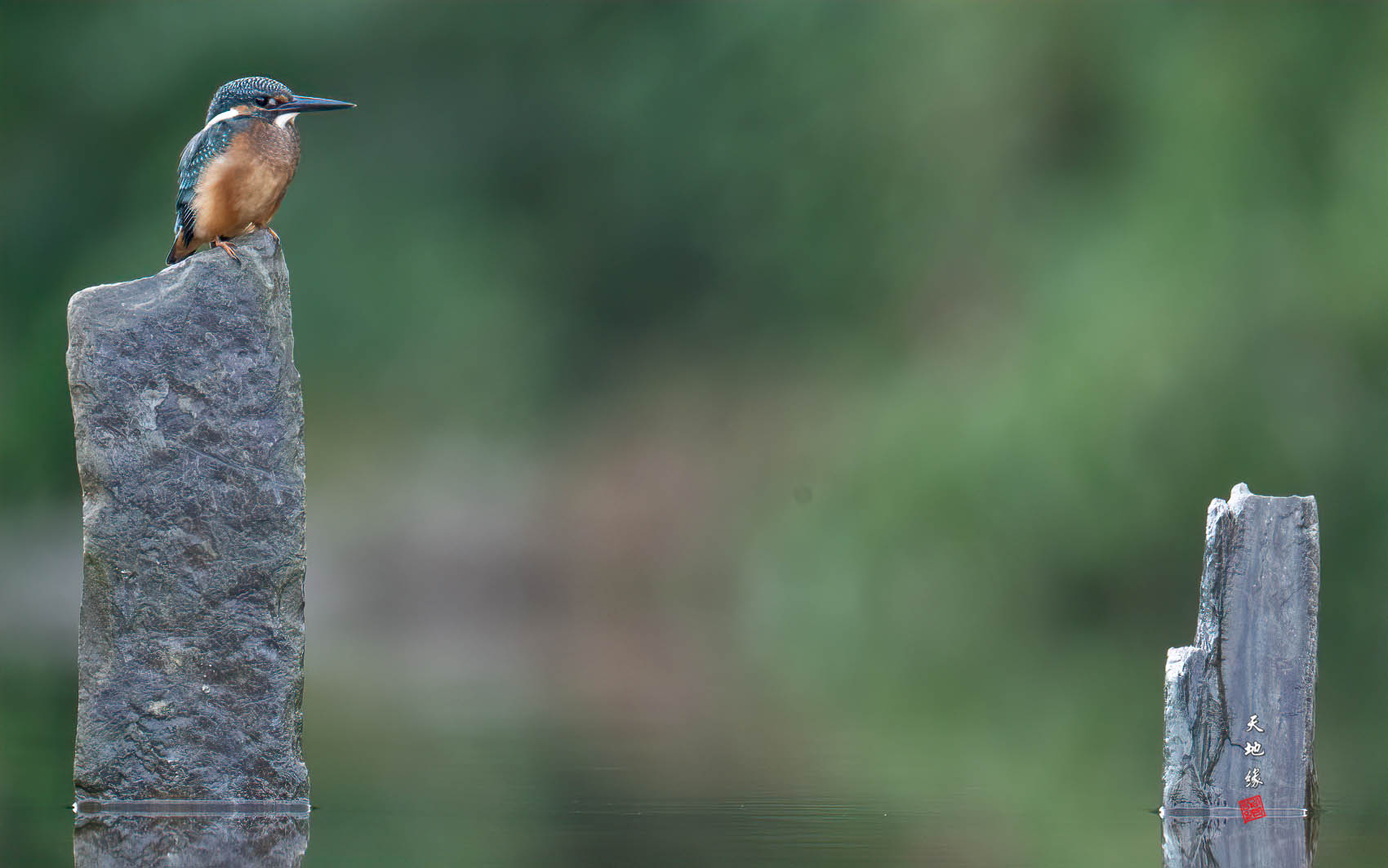 PHOTO BY KKY_CWANG_YEOL | NIKON Z 8 | 2024:09:14 08:37:05 | ISO-4000 | 1/400 sec | f 6.3 | 600 mm | EV=0 | ● WIDTH:1700 pixels  HEIGHT:1063 pixels