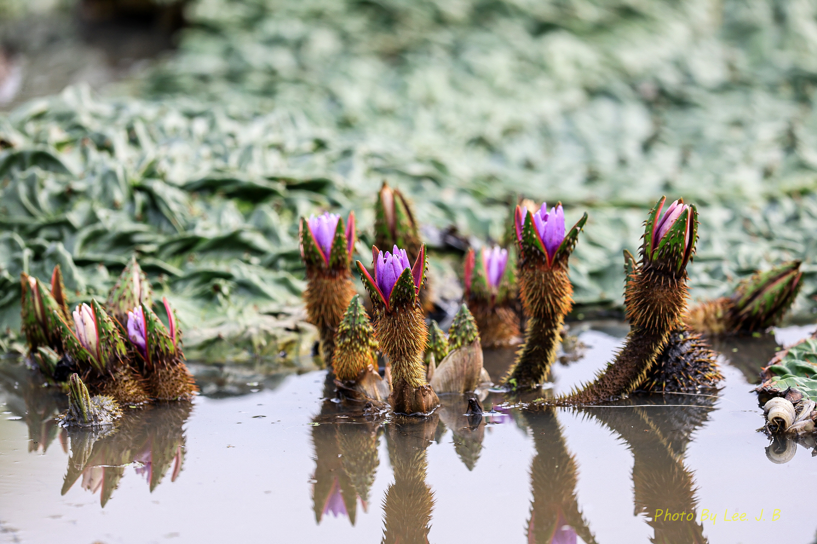 PHOTO BY  | Canon EOS R3 | 2024:09:07 09:02:22 | ISO-320 | 1/800 sec | f 4 | 600 mm | EV=0 | ● WIDTH:2700 pixels  HEIGHT:1798 pixels