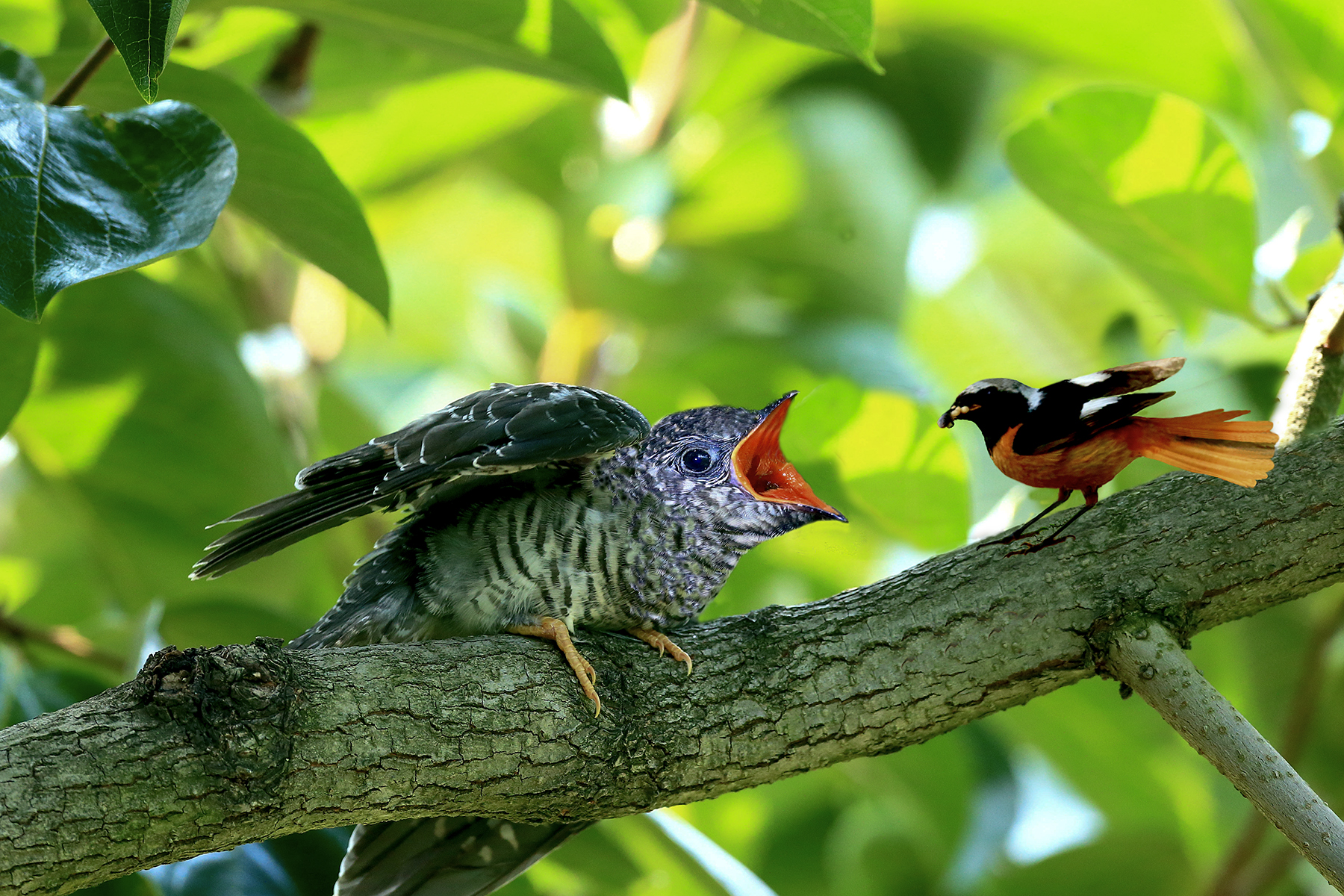 PHOTO BY ChoiJunqSeop | Canon EOS-1D X Mark II | 2024:09:07 12:57:34 | ISO-800 | 1/8000 sec | f 6.3 | 200 mm | EV=0 | ● WIDTH:1800 pixels  HEIGHT:1200 pixels