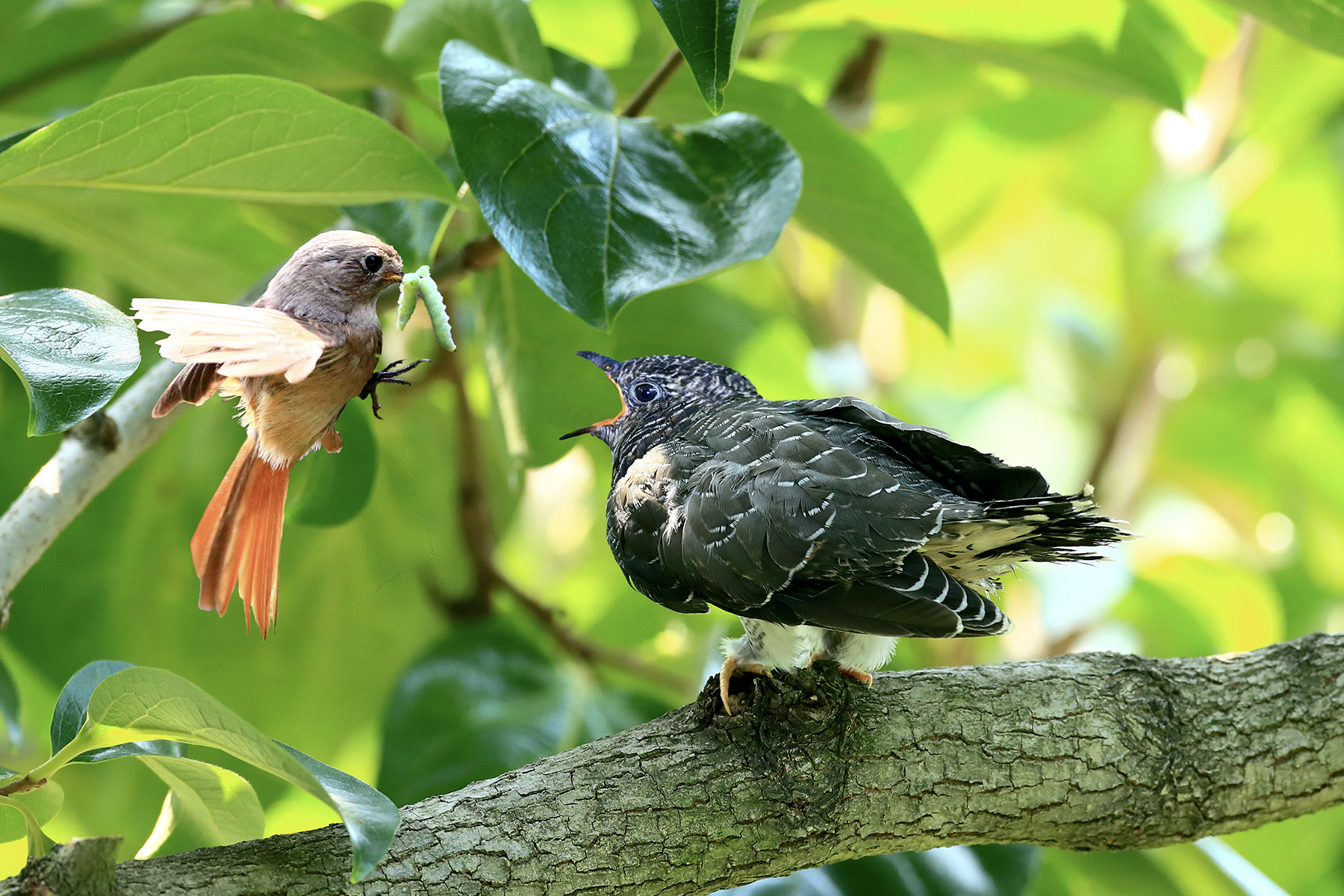 PHOTO BY ChoiJunqSeop | Canon EOS-1D X Mark II | 2024:09:07 12:57:34 | ISO-800 | 1/8000 sec | f 6.3 | 200 mm | EV=0 | ● WIDTH:1800 pixels  HEIGHT:1200 pixels