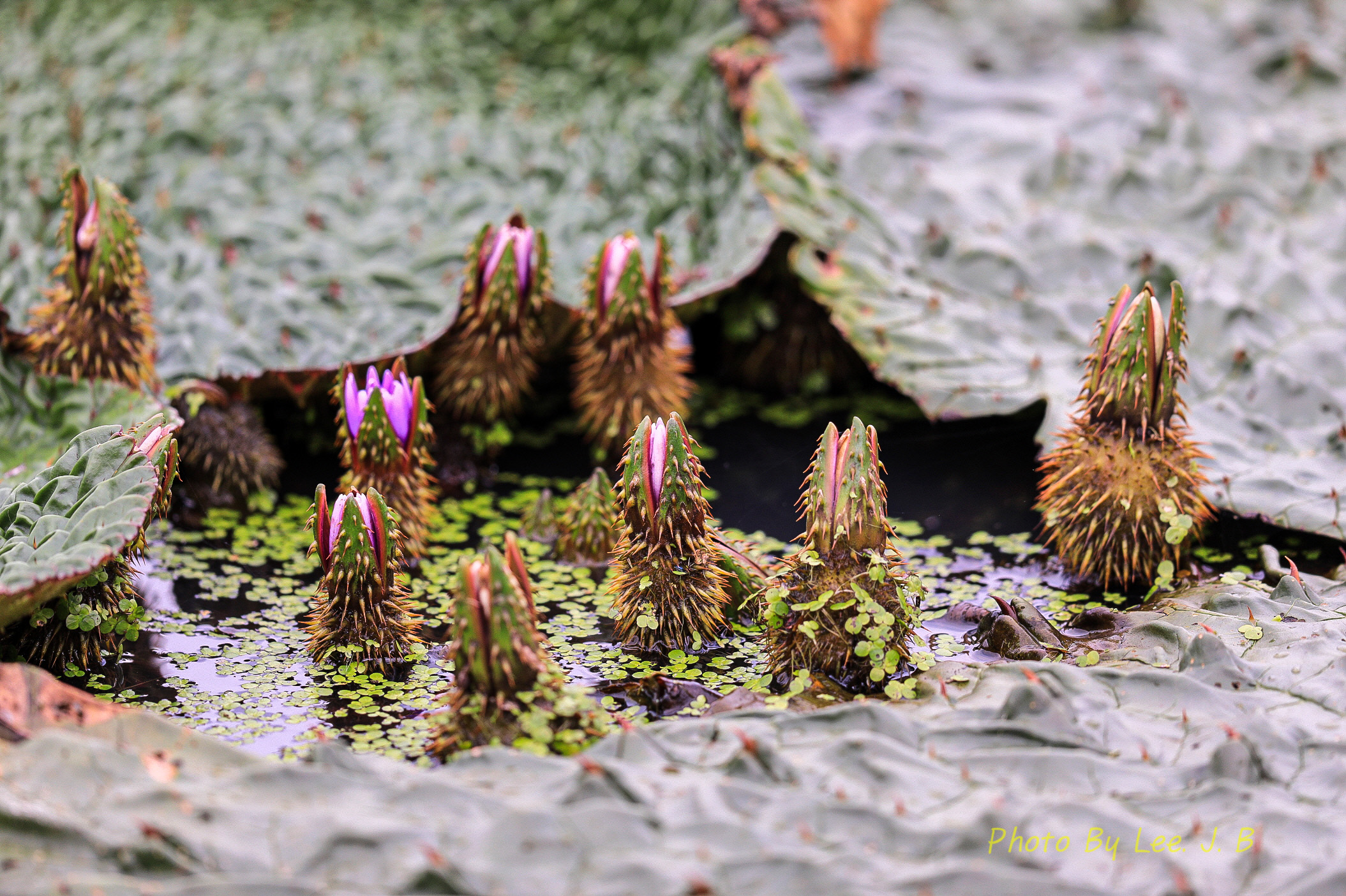 PHOTO BY  | Canon EOS 5D Mark IV | 2024:09:07 10:03:19 | ISO-320 | 1/500 sec | f 4 | 600 mm | EV=0 | ● WIDTH:2109 pixels  HEIGHT:1404 pixels