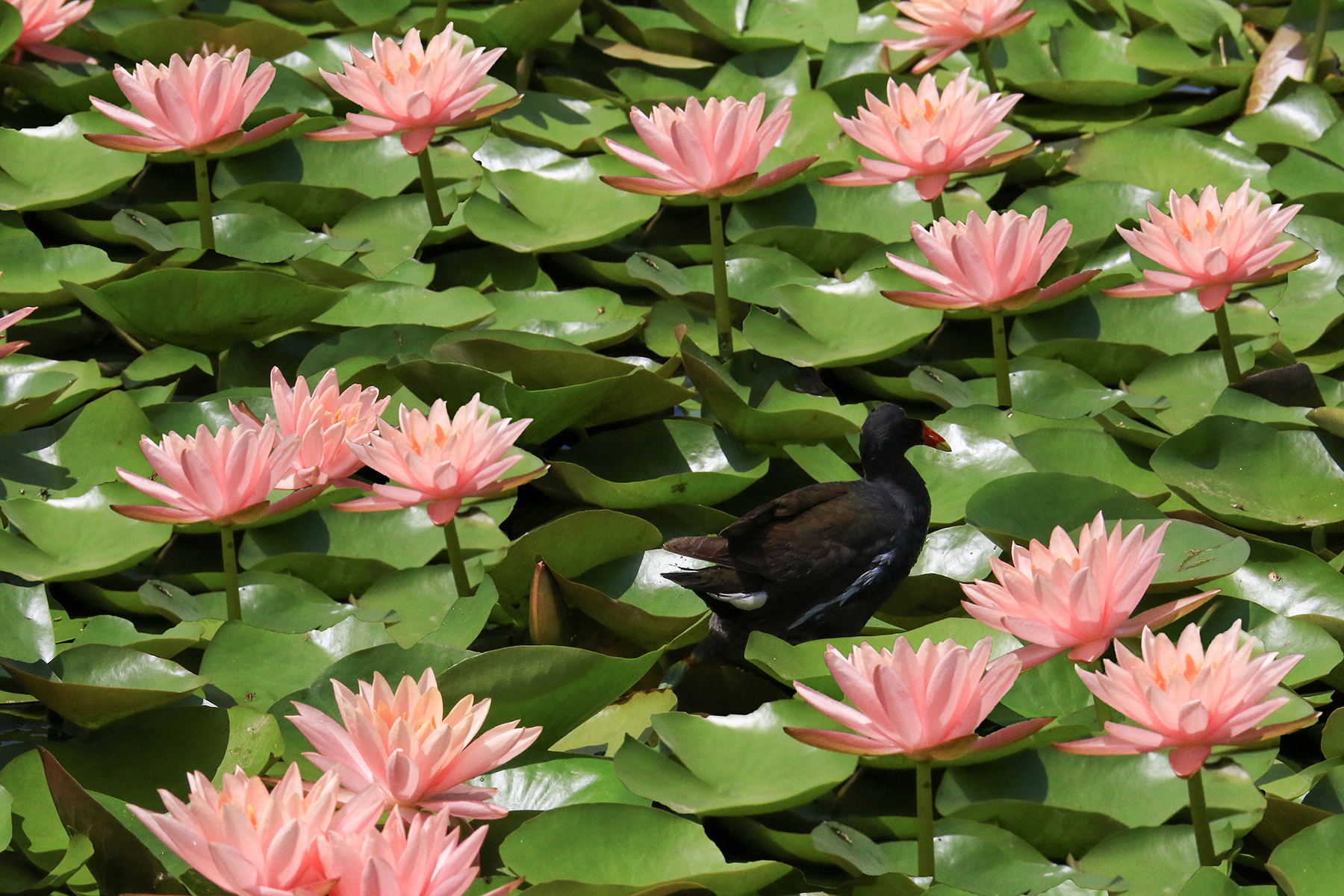 PHOTO BY ChoiJunqSeop | Canon EOS-1D X Mark II | 2024:09:07 12:57:33 | ISO-800 | 1/8000 sec | f 6.3 | 200 mm | EV=0 | ● WIDTH:1800 pixels  HEIGHT:1200 pixels