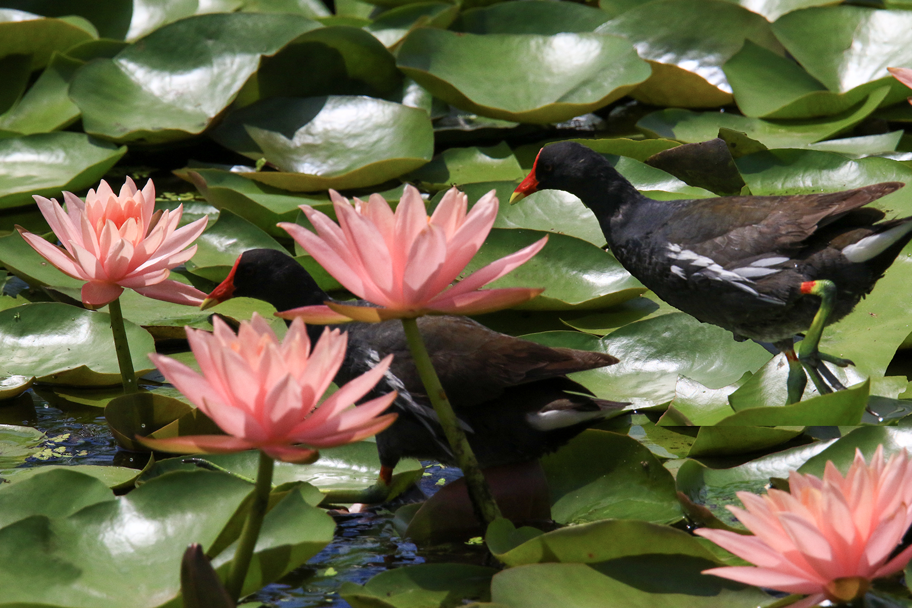 PHOTO BY ChoiJunqSeop | Canon EOS-1D X Mark II | 2024:09:07 12:57:34 | ISO-800 | 1/8000 sec | f 6.3 | 200 mm | EV=0 | ● WIDTH:1800 pixels  HEIGHT:1200 pixels