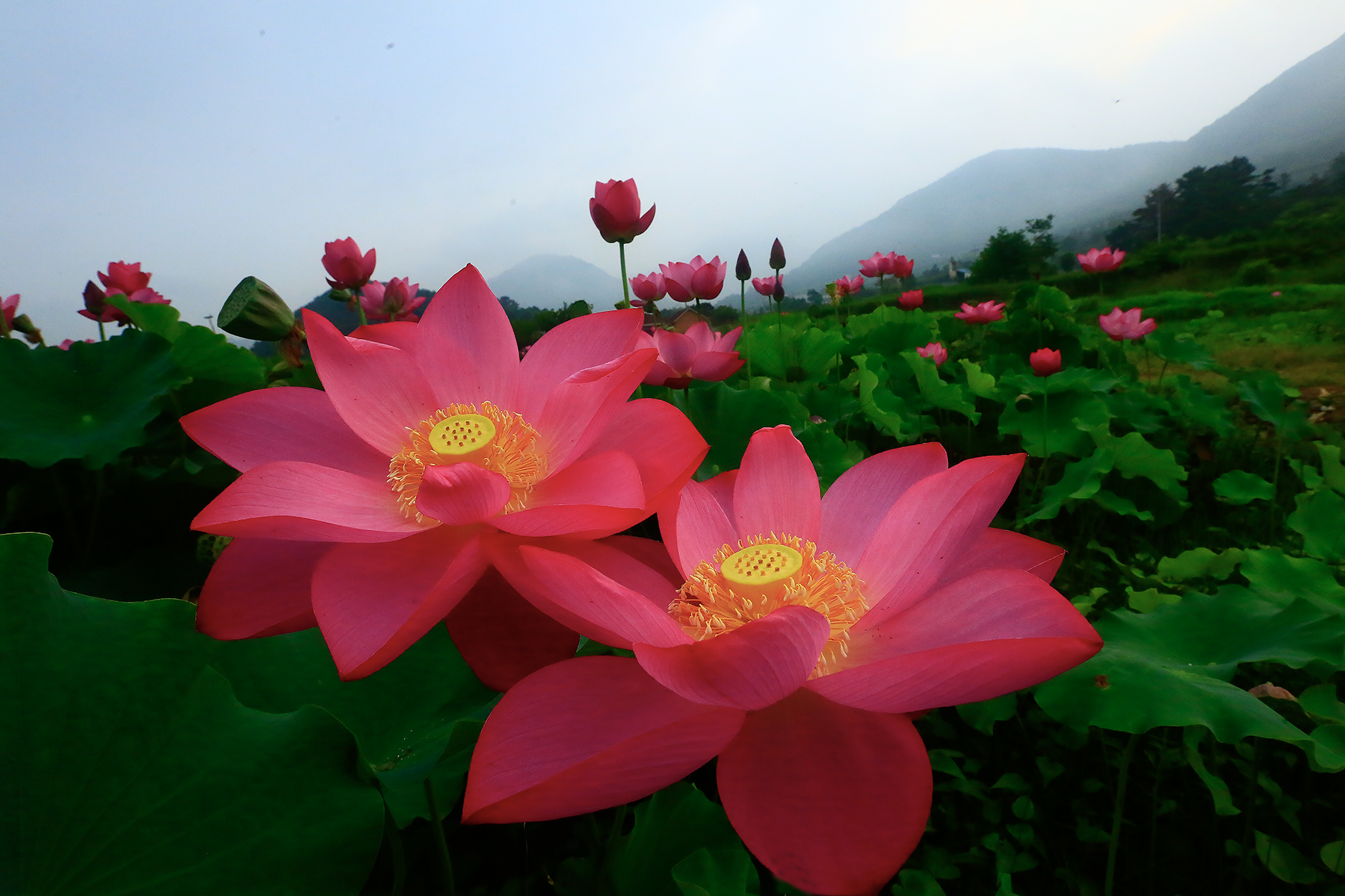 PHOTO BY ChoiJunqSeop | Canon EOS-1D X Mark II | 2024:09:07 12:57:34 | ISO-800 | 1/8000 sec | f 6.3 | 200 mm | EV=0 | ● WIDTH:1800 pixels  HEIGHT:1200 pixels