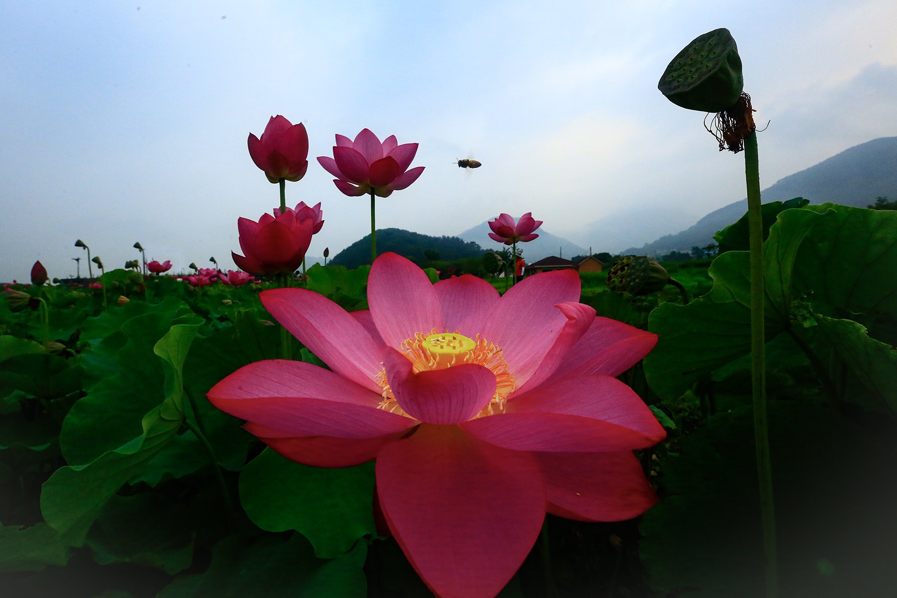 PHOTO BY ChoiJunqSeop | Canon EOS-1D X Mark II | 2024:09:07 12:57:38 | ISO-800 | 1/8000 sec | f 6.3 | 200 mm | EV=0 | ● WIDTH:1800 pixels  HEIGHT:1200 pixels