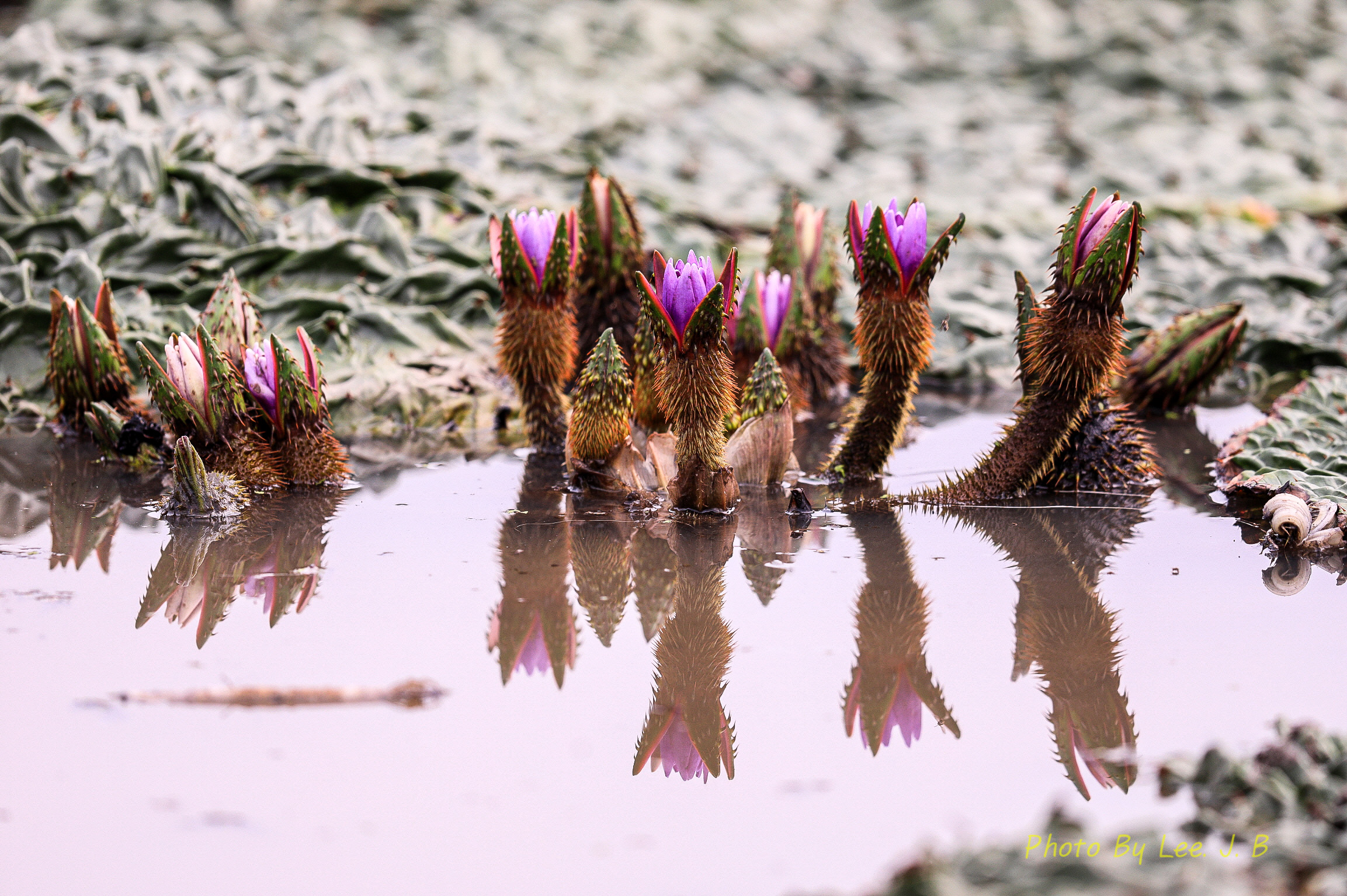 PHOTO BY  | Canon EOS 5D Mark IV | 2024:09:07 09:54:21 | ISO-320 | 1/640 sec | f 4 | 600 mm | EV=0 | ● WIDTH:2306 pixels  HEIGHT:1535 pixels