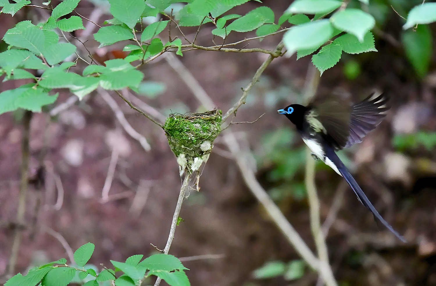 PHOTO BY Hamwuel Baek | NIKON D5 | 2024:06:24 10:47:42 | ISO-10000 | 125/100000 sec | f 4 | 600 mm | EV=0.3 | ● WIDTH:1500 pixels  HEIGHT:983 pixels
