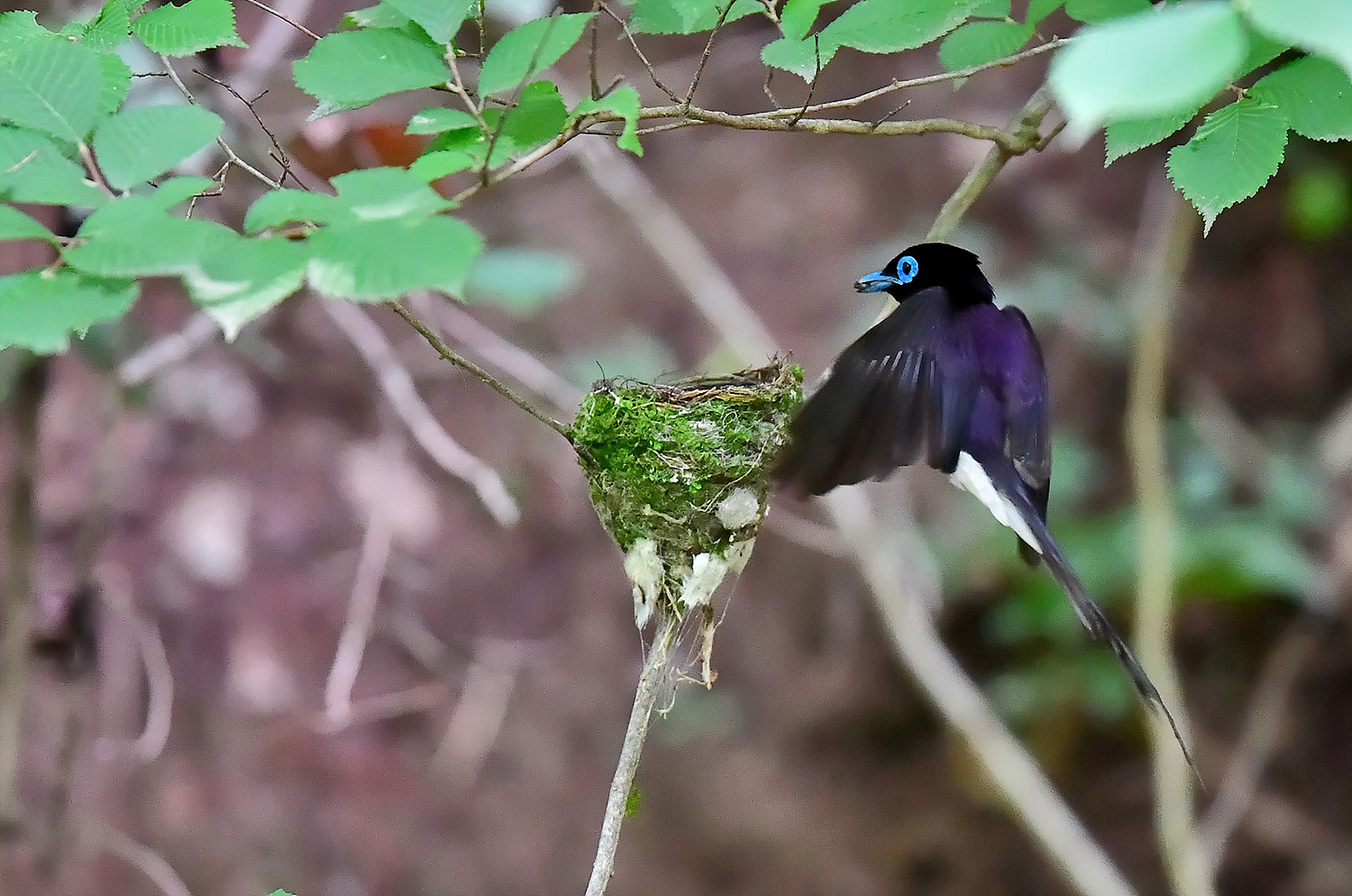 PHOTO BY Hamwuel Baek | NIKON D5 | 2024:06:24 10:47:42 | ISO-10000 | 125/100000 sec | f 4 | 600 mm | EV=0.3 | ● WIDTH:1500 pixels  HEIGHT:994 pixels