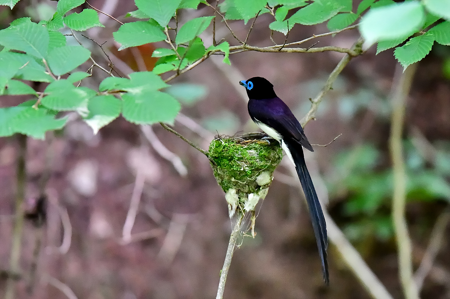 PHOTO BY Hamwuel Baek | NIKON D5 | 2024:06:24 10:47:43 | ISO-10000 | 15625/10000000 sec | f 4 | 600 mm | EV=0.3 | ● WIDTH:1500 pixels  HEIGHT:997 pixels