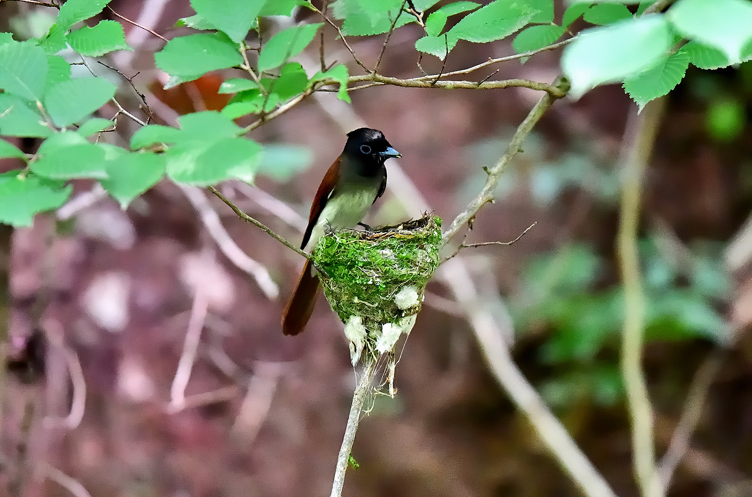 PHOTO BY Hamwuel Baek | NIKON D5 | 2024:06:24 10:54:07 | ISO-12800 | 125/100000 sec | f 4 | 600 mm | EV=0.3 | ● WIDTH:1500 pixels  HEIGHT:993 pixels