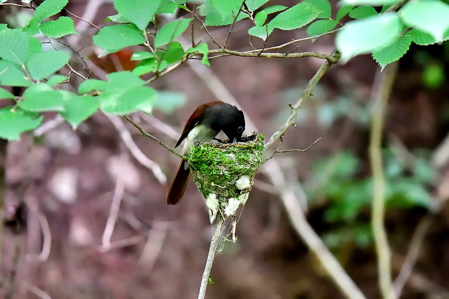 PHOTO BY Hamwuel Baek | NIKON D5 | 2024:06:24 10:54:08 | ISO-12800 | 125/100000 sec | f 4 | 600 mm | EV=0.3 | ● WIDTH:1500 pixels  HEIGHT:999 pixels