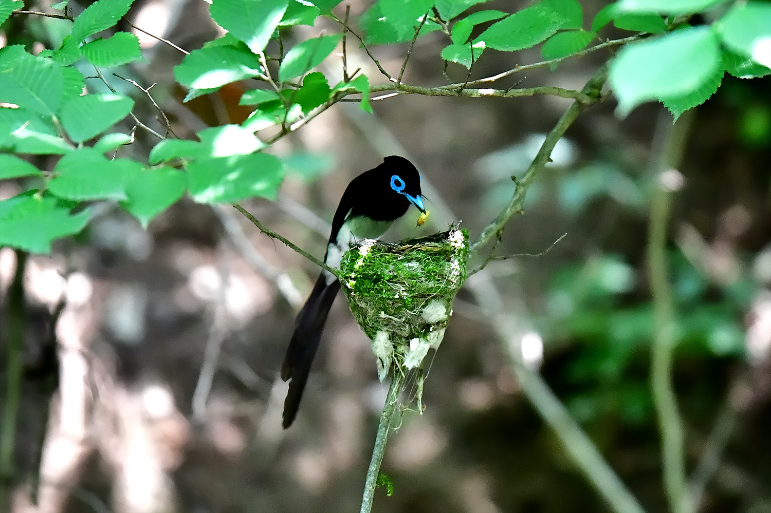 PHOTO BY Hamwuel Baek | NIKON D5 | 2024:06:24 11:54:10 | ISO-12800 | 625/1000000 sec | f 4 | 600 mm | EV=0.3 | ● WIDTH:1500 pixels  HEIGHT:999 pixels