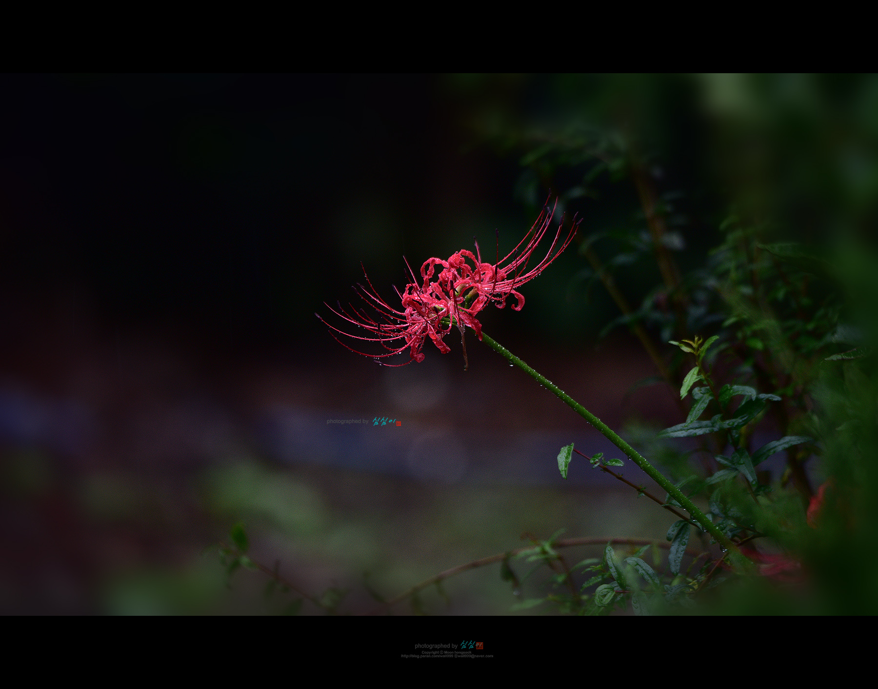 PHOTO BY Mhs | NIKON D810 | 2024:09:20 15:13:53 | ISO-900 | 1/125 sec | f 5.6 | 400 mm | EV=-1.3 | ● WIDTH:1800 pixels  HEIGHT:1412 pixels