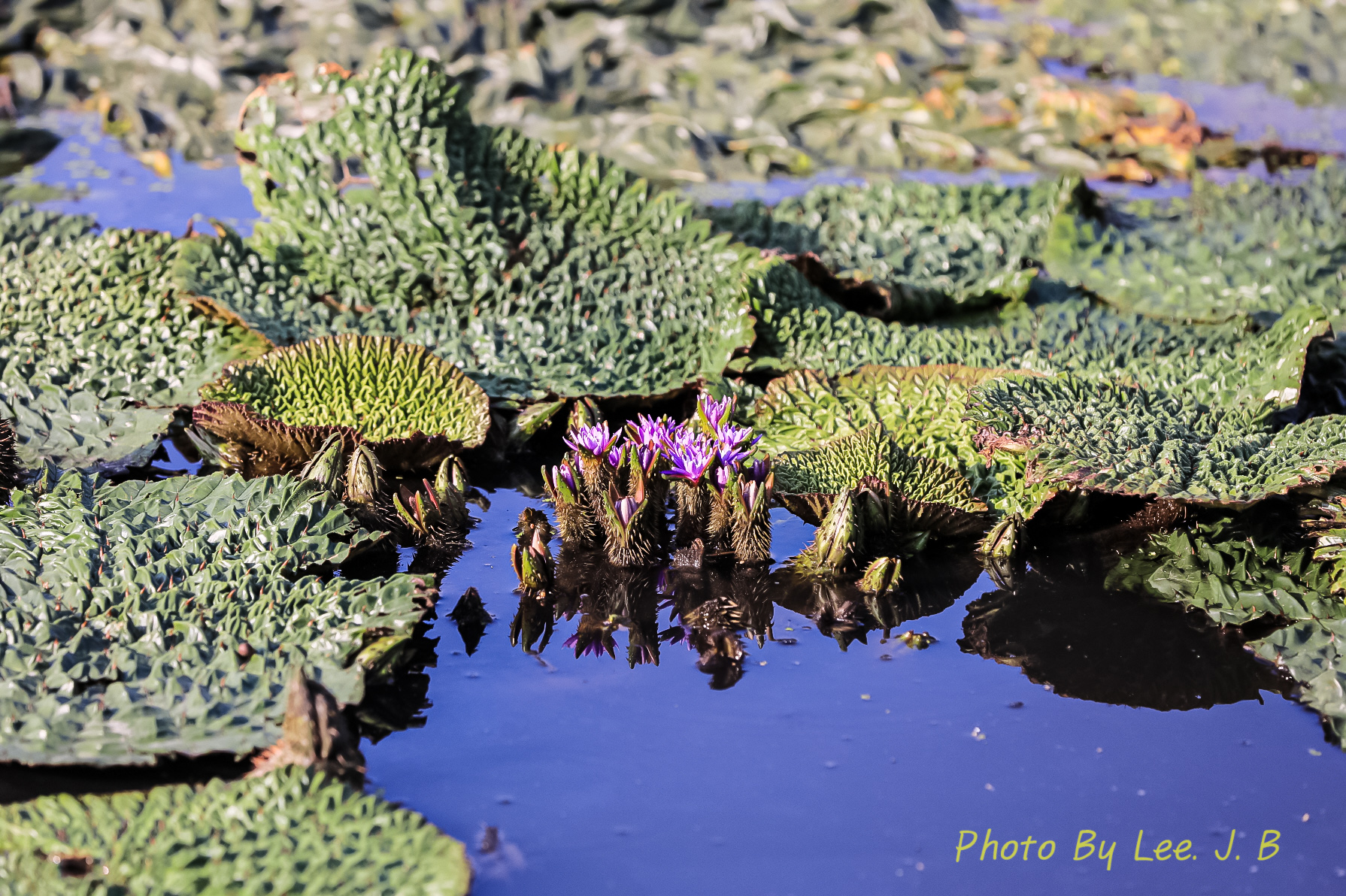 PHOTO BY  | Canon EOS 5D Mark IV | 2024:09:14 08:42:46 | ISO-400 | 1/2000 sec | f 4 | 200 mm | EV=0 | ● WIDTH:1790 pixels  HEIGHT:1192 pixels