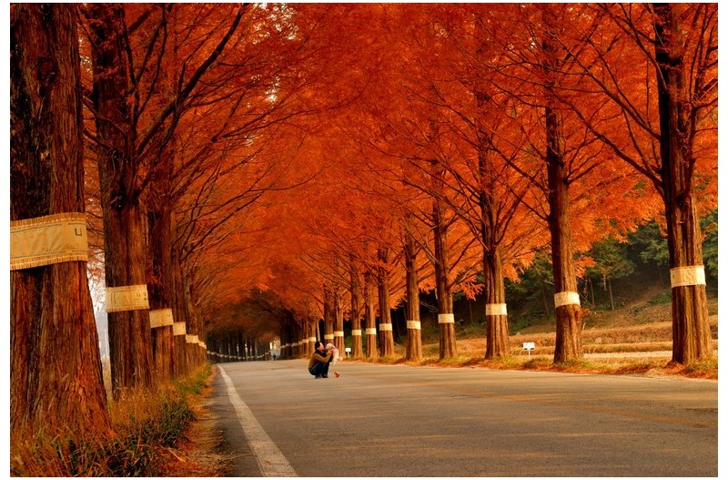 애완견과 나드리