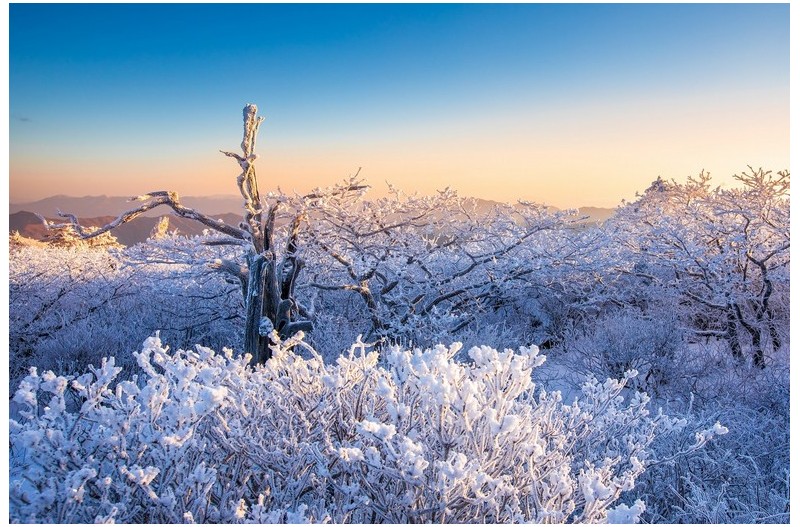 상고대가 핀 아침