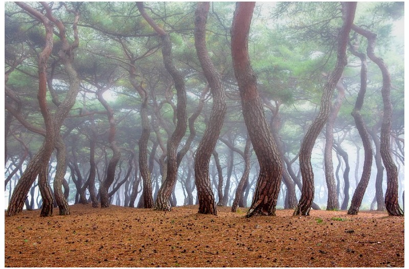 안개낀 솔숲