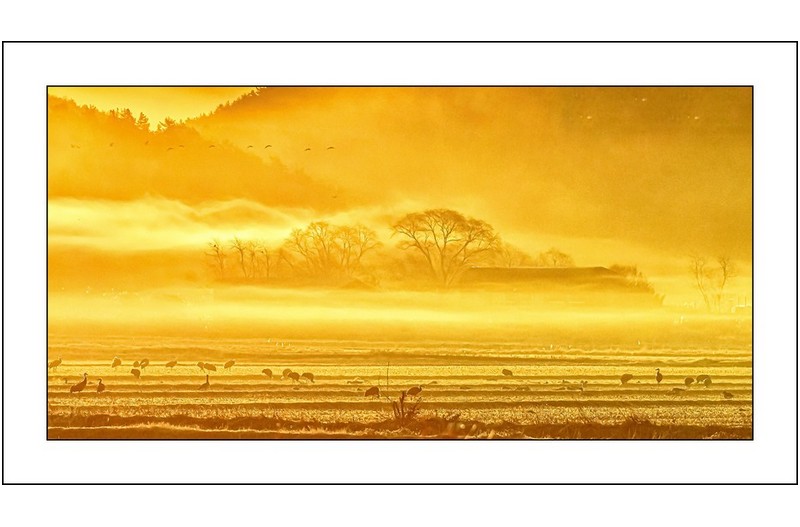 여명속의 순천만,,