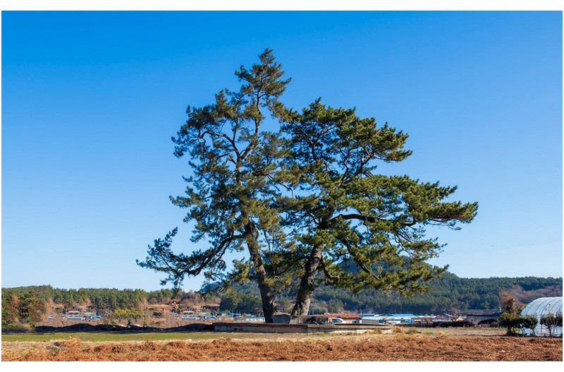 소나무(형제송)