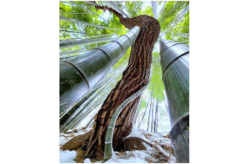 맹죽나무 숲 -  스타탄생 - 대나무