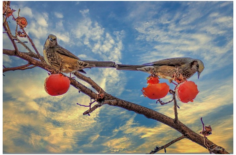 직박구리 생일?