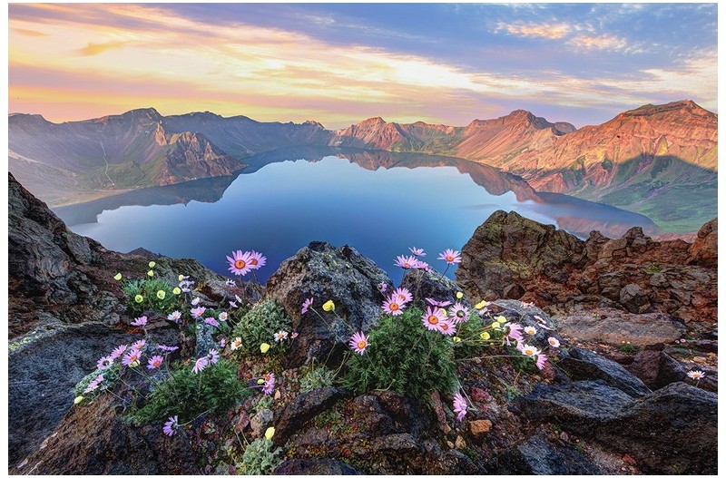 백두산 서파(양귀비)